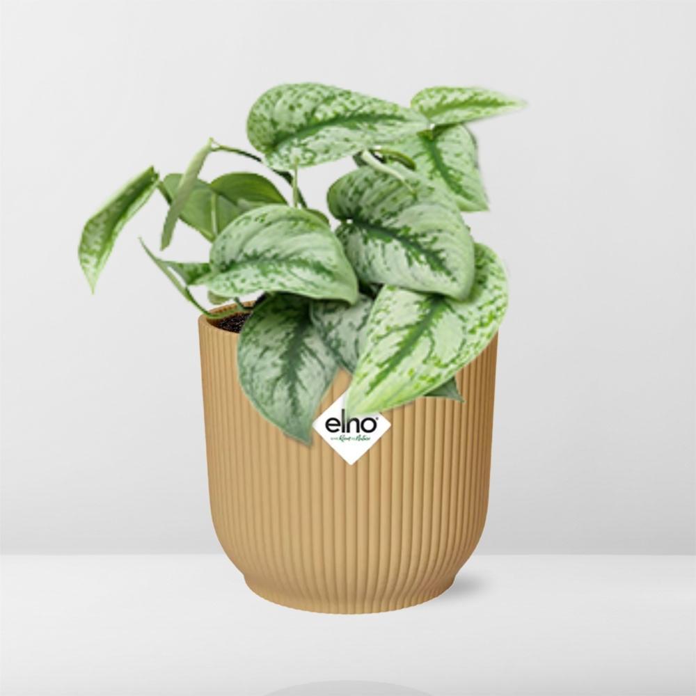 Scindapsus Pictus 'Trebie' in ELHO Vibes Fold 14cm geel