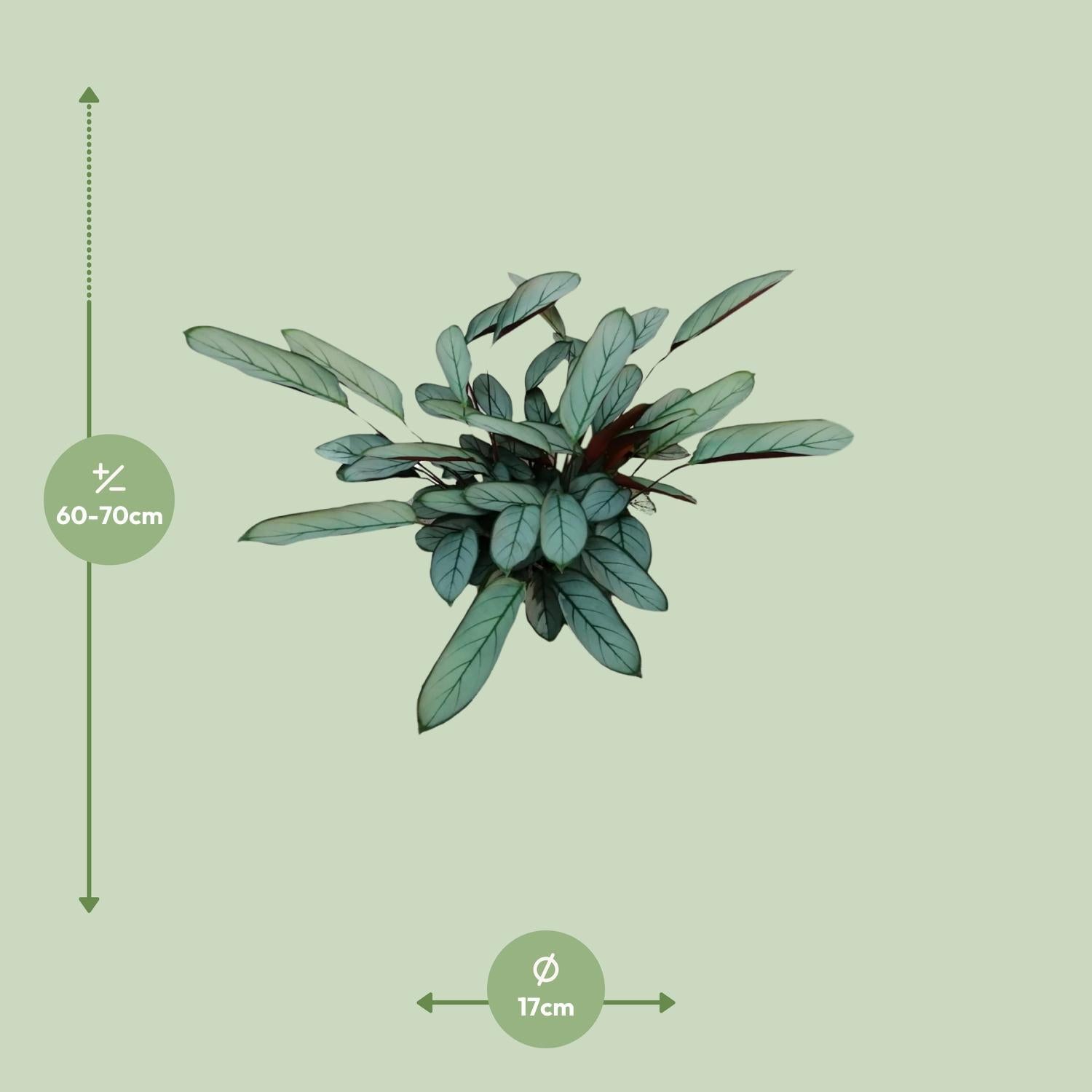 Ctenanthe Oppenheimiana - Ø17cm - ↕70cm