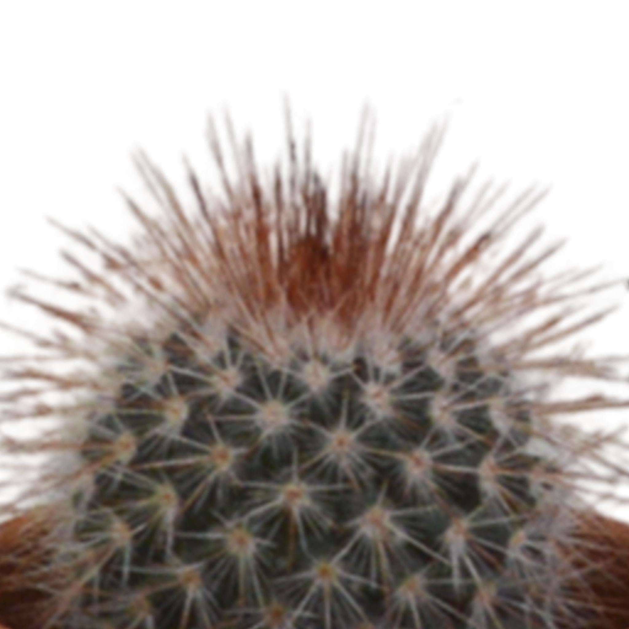 Cactusmix 5,5 cm - 5x - in terracotta pot