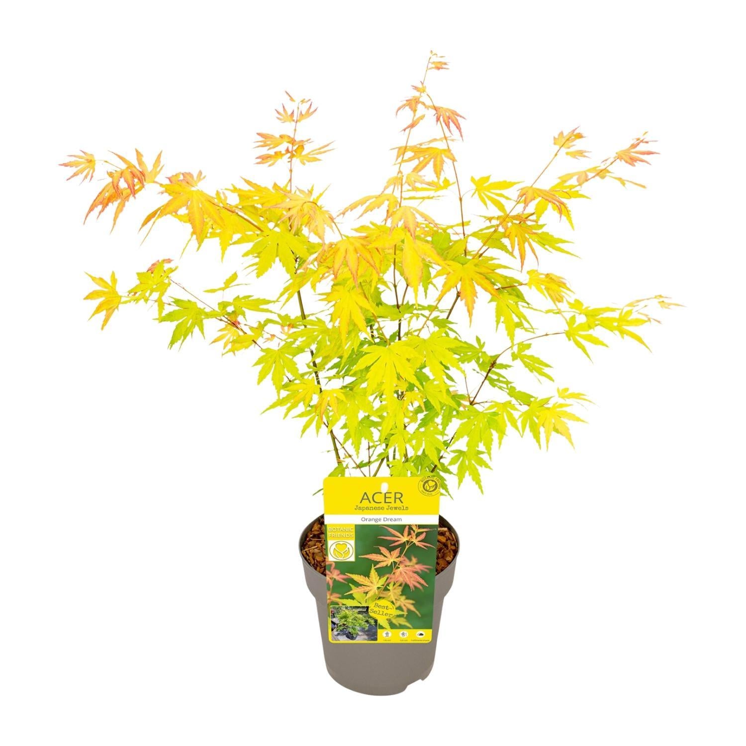 Acer palmatum Orange Dream - Ø15 - ?30cm