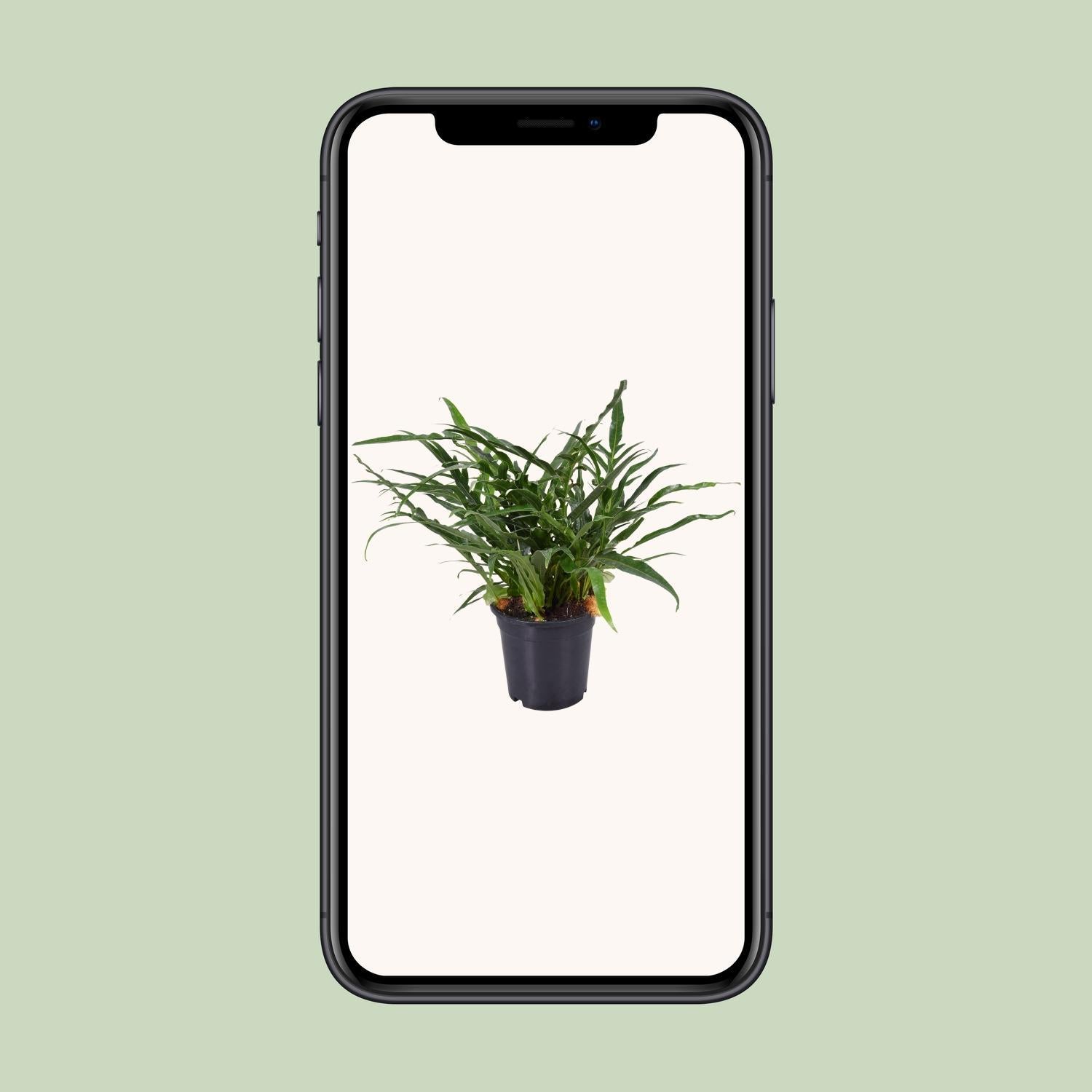 Aglaomorpha Coronans - Ø17cm - ↕45cm