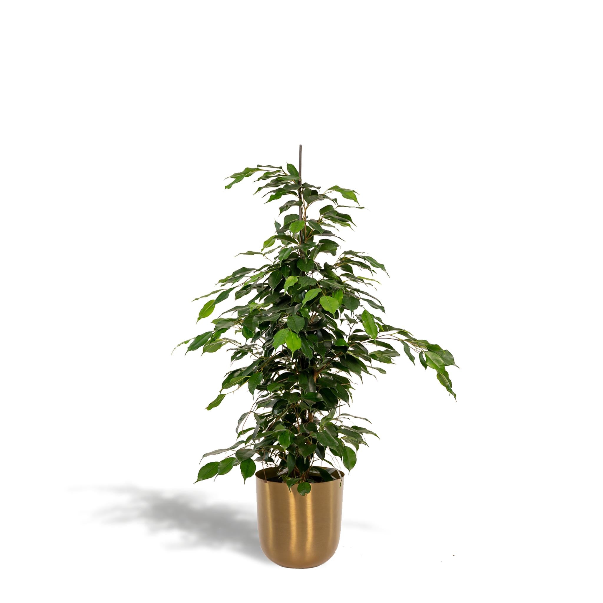 Ficus benjamina Danielle - Ø21cm - ↕95cm + Topf Mayk Gold