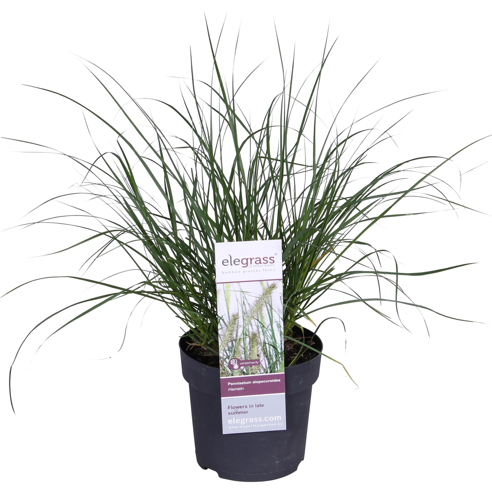 Pennisetum alopecuroides 'Hameln' - Ø14 -?30cm