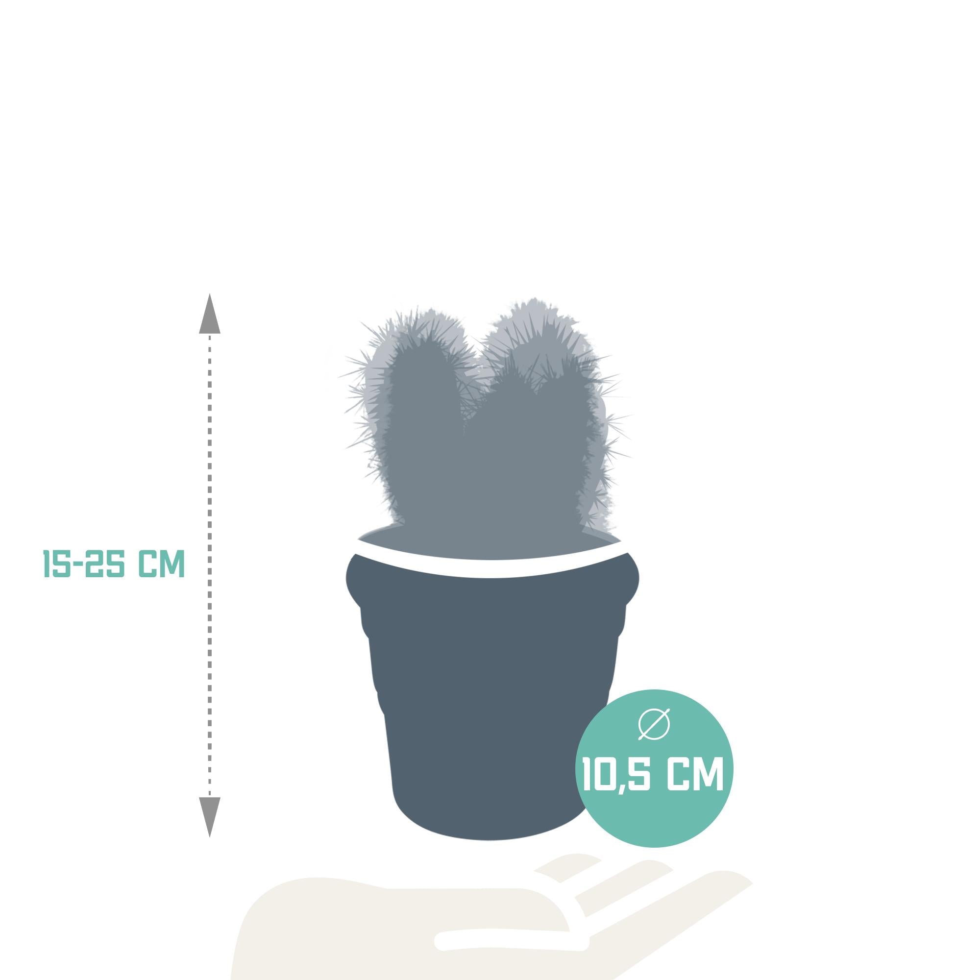 Cereus mix 10,5cm - 3x - in terracotta pot