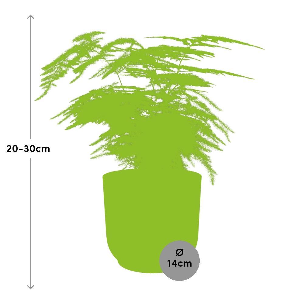 Asparagus Setaceus 'Plumosus' in ELHO Vibes Fold 14cm geel