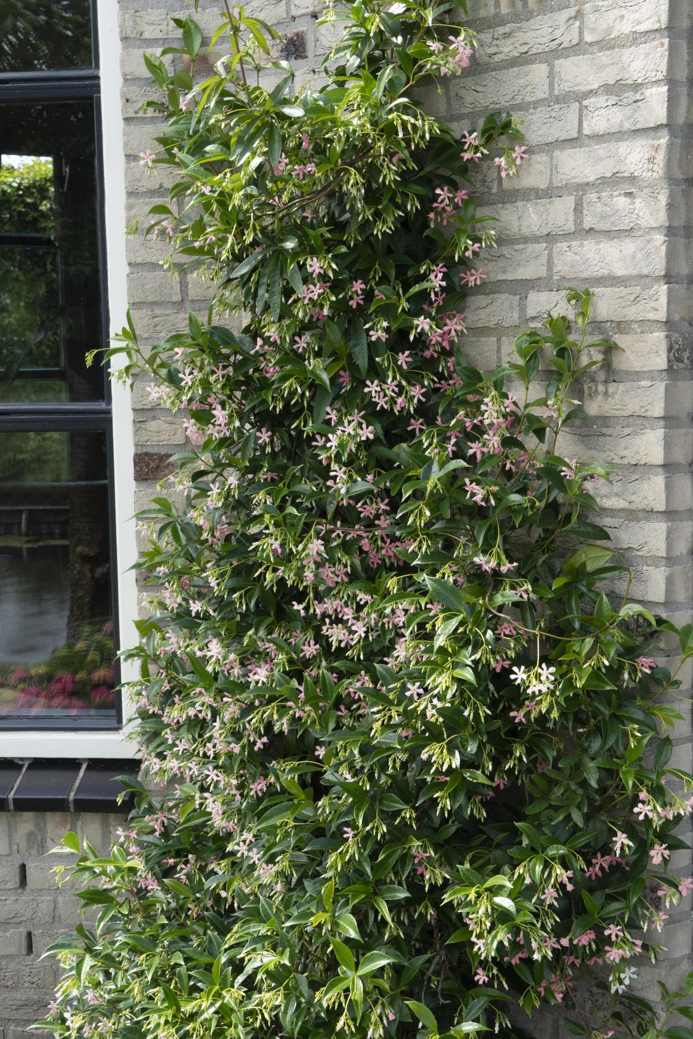 2x - Trachelospermum 'Ster van Ibiza' - ?65cm - Ø15