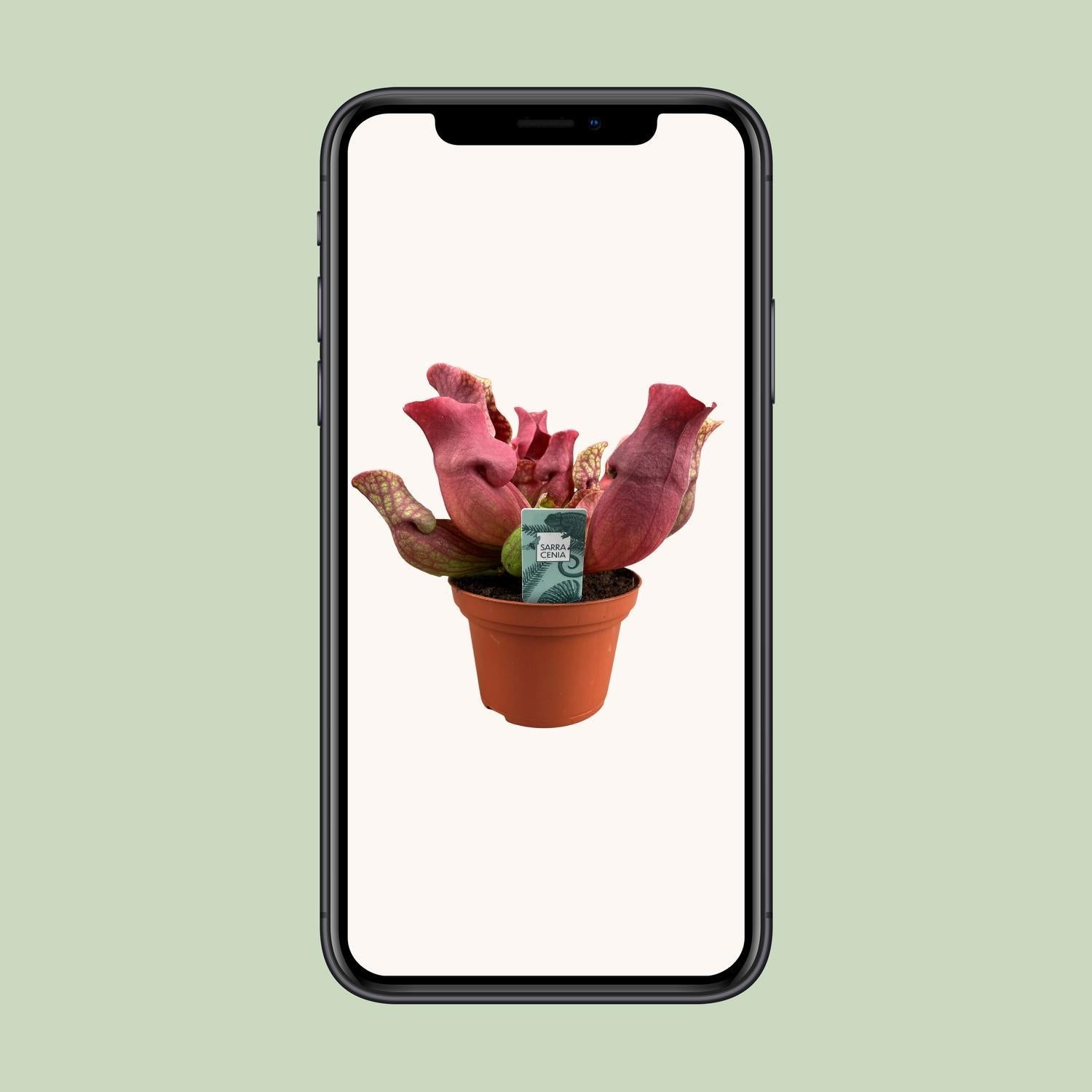 Sarracenia Kastanjebruin - Ø12 ↕23