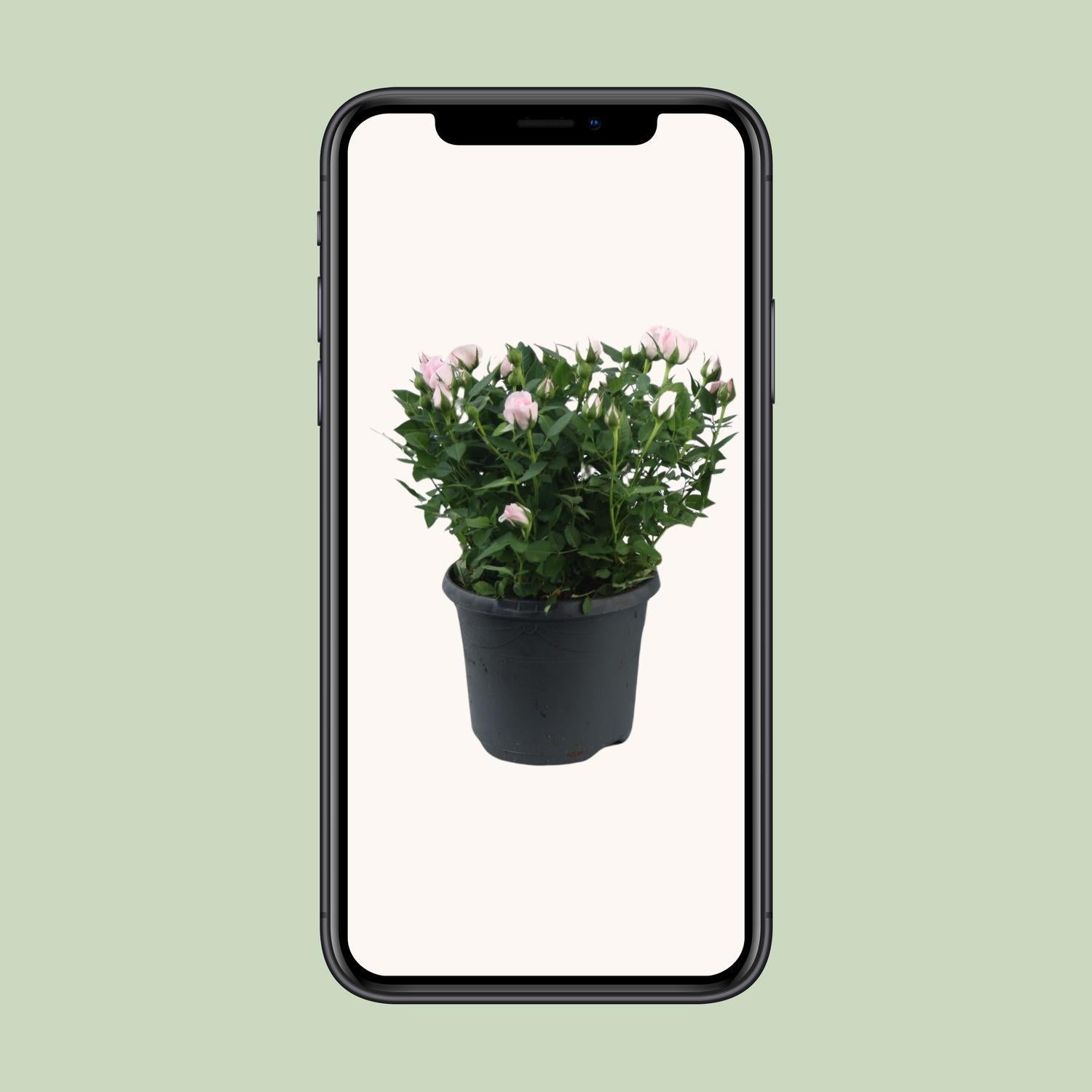 Rosa Jewel Patio Baby - Ø17cm - ↕30cm