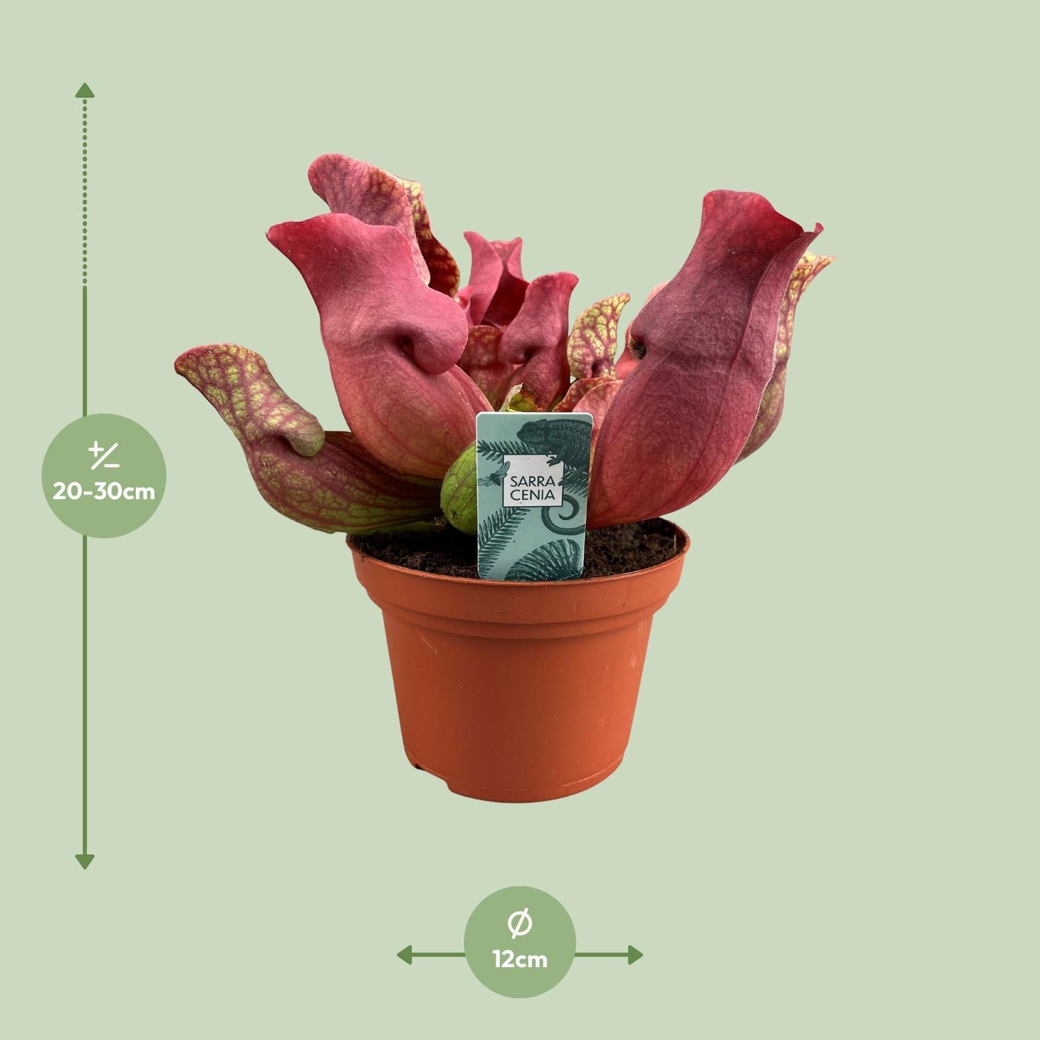Sarracenia Kastanjebruin - Ø12 ↕23