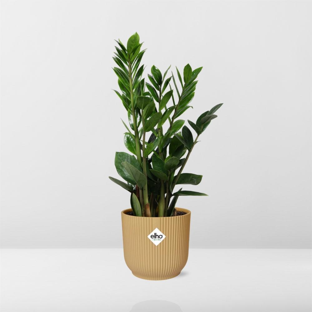 Zamioculcas – Hoogte 45-50 in ELHO Vibes Vouw 14cm geel