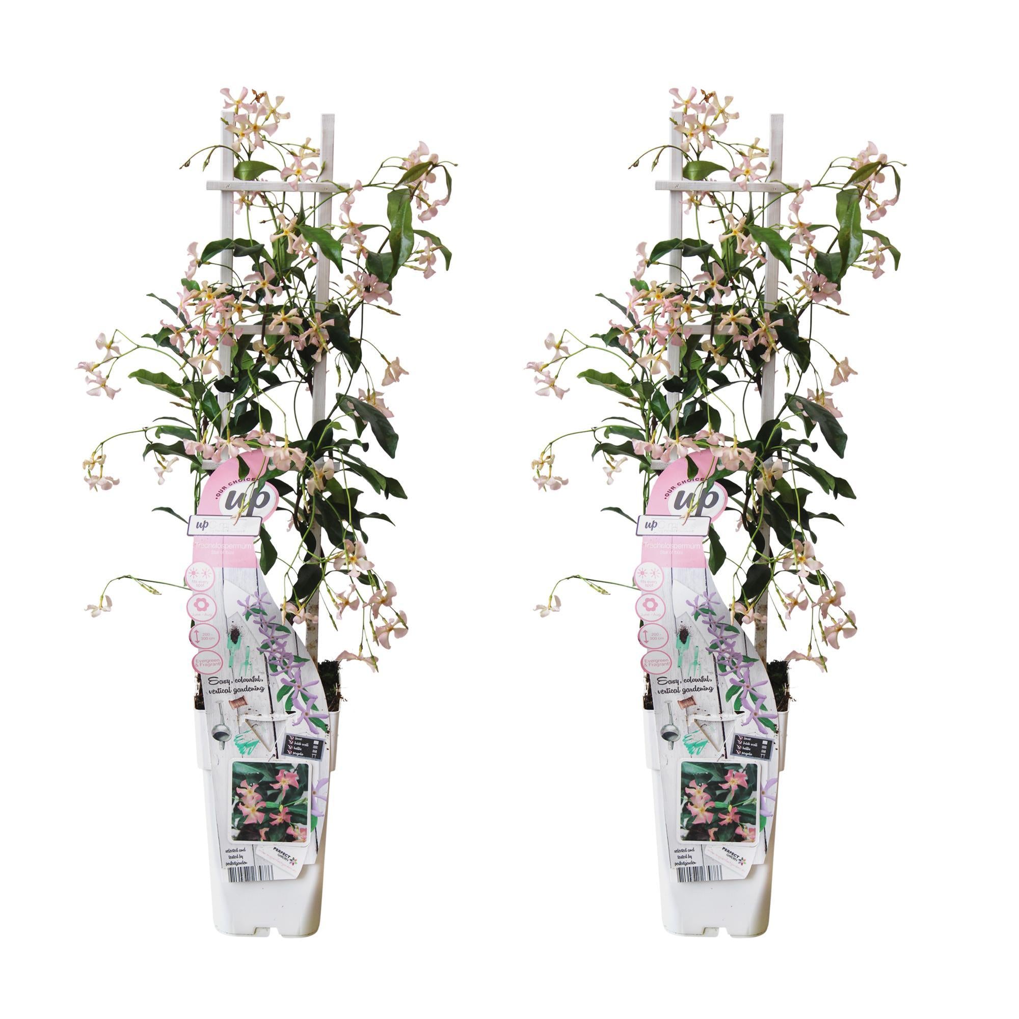 2x - Trachelospermum 'Ster van Ibiza' - ?65cm - Ø15