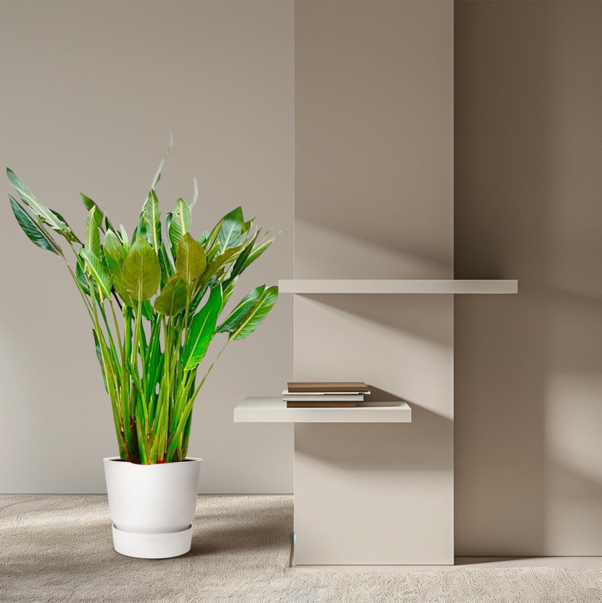 Strelitzia Reginae XL - 160cm - ?30