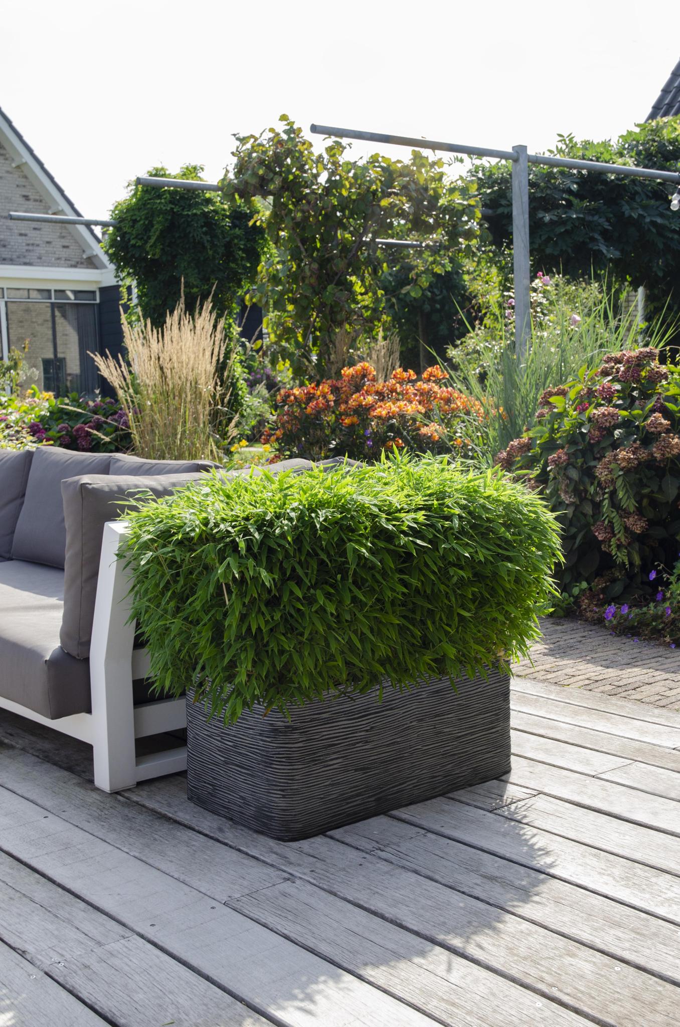 Fargesia 'Moontears'® Boobux - Compact groeiende, niet woekerende bamboe