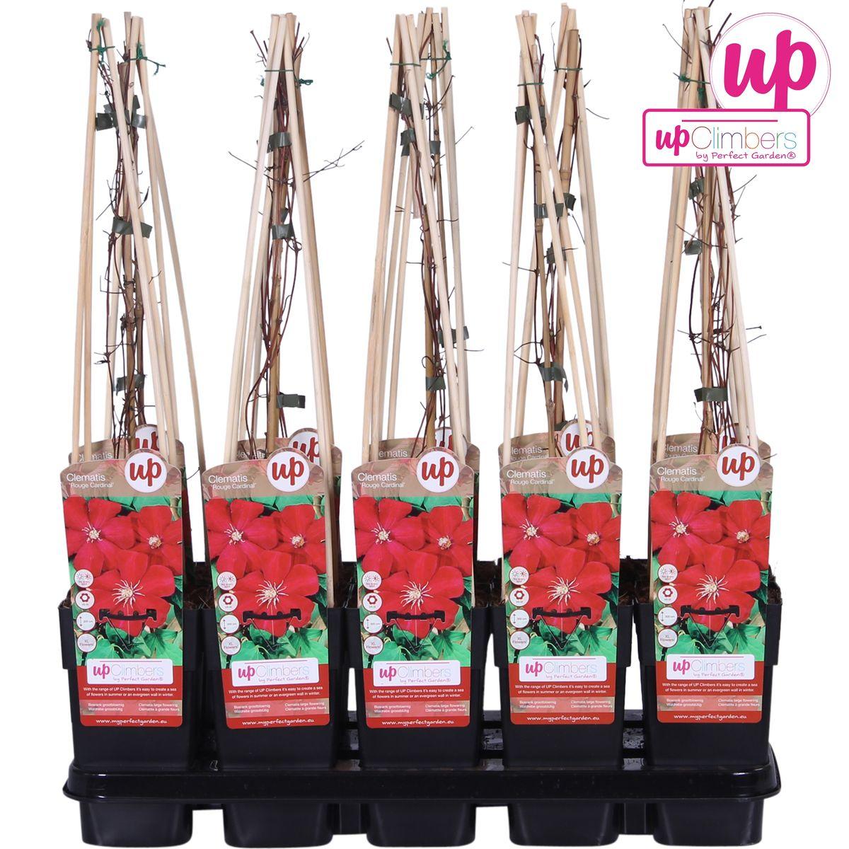 Clematis Rouge Cardinal - Clematis Rood