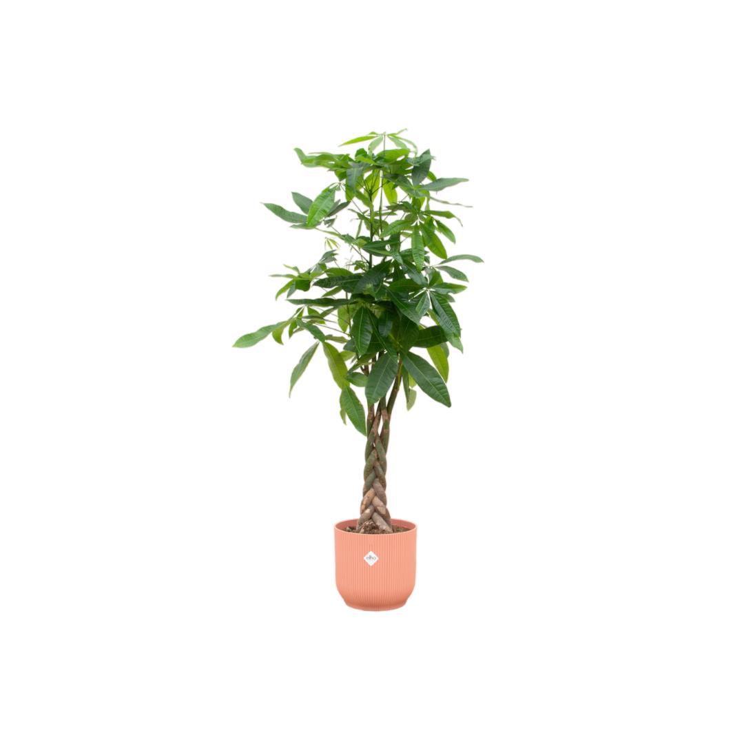 Combideal - Pachira Aquatica inclusief elho Vibes Fold Rond roze Ø30 - 160 cm