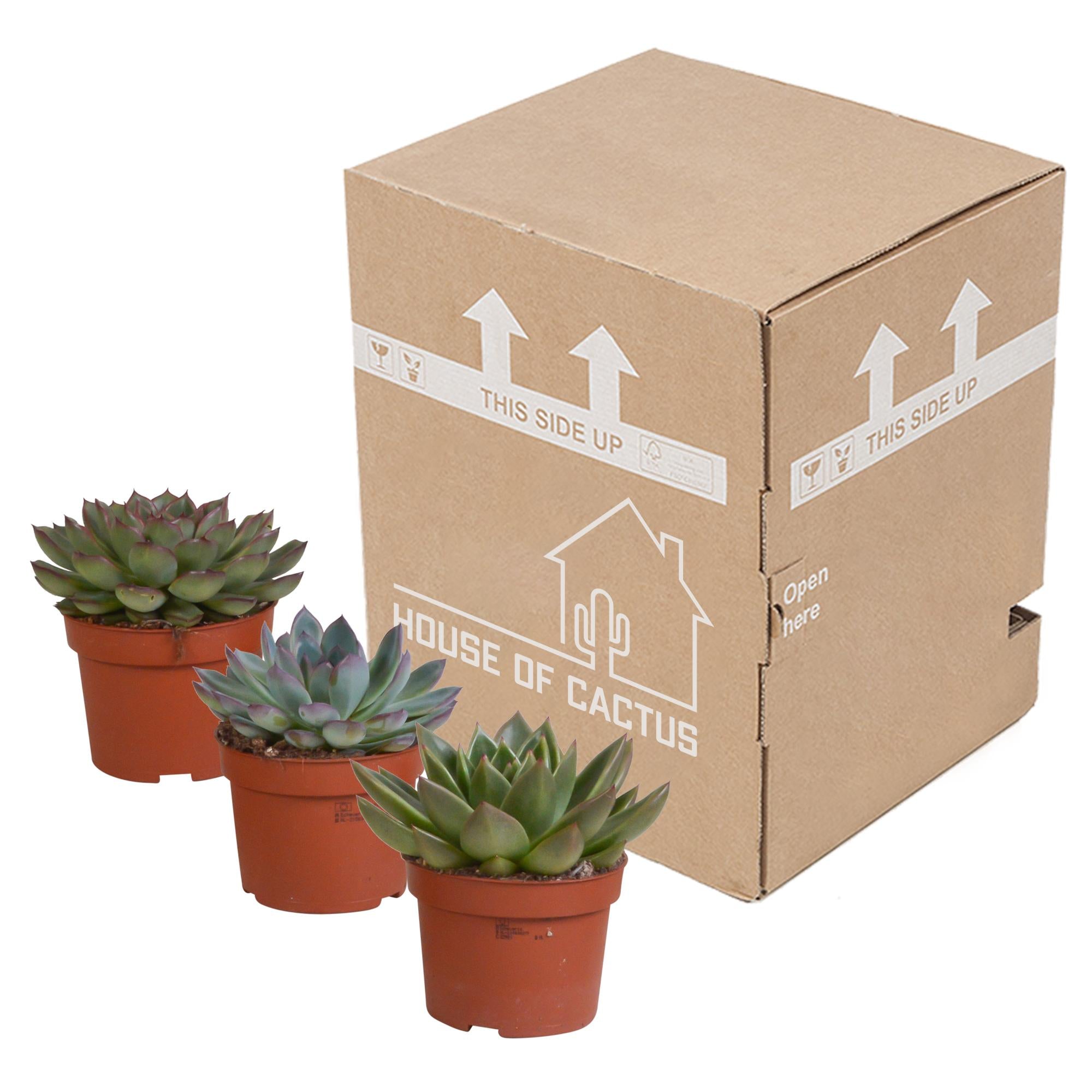 Echeveria mix 10,5 cm - 3x - zonder pot