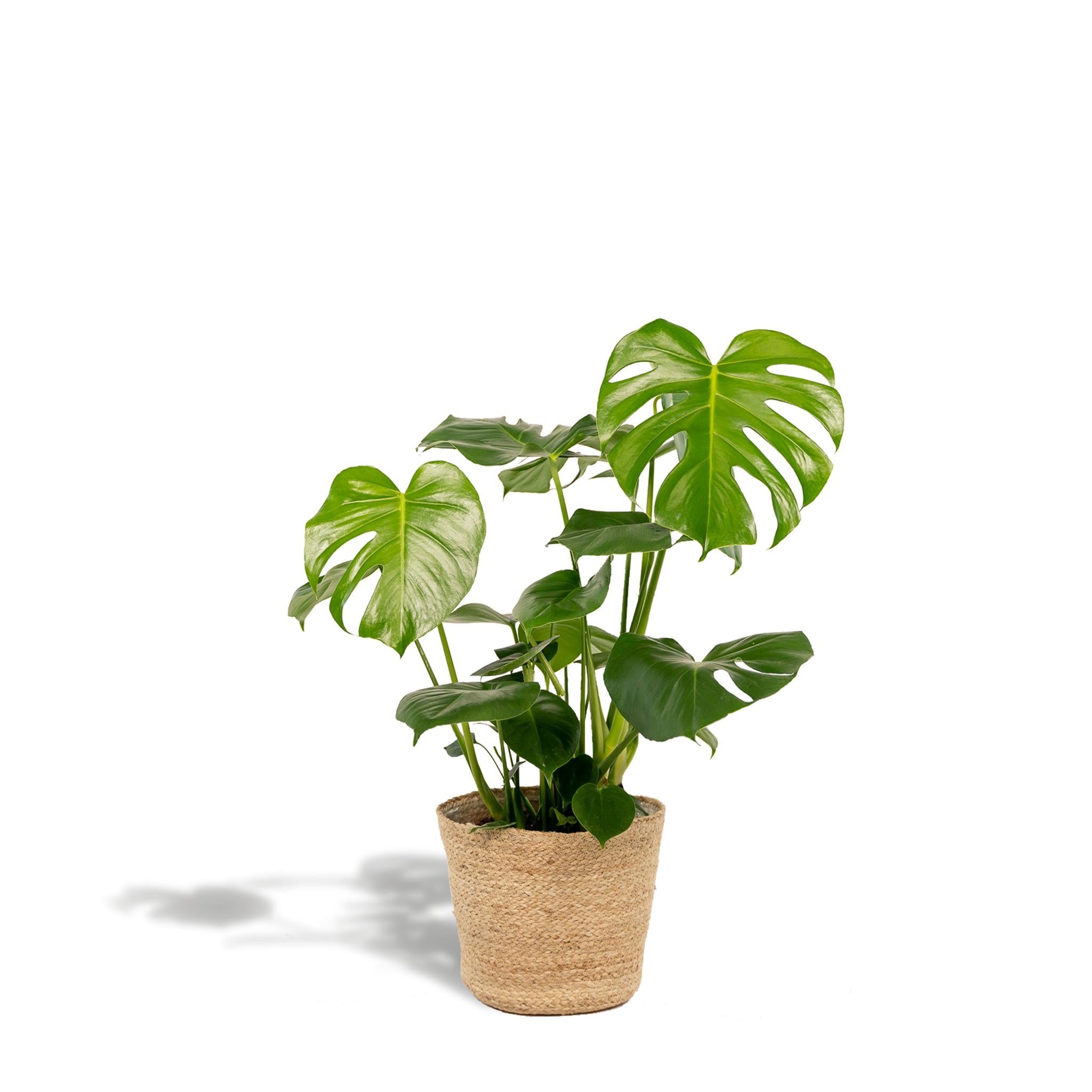 Monstera Deliciosa - ?80cm - Ø21cm + Mand Selin