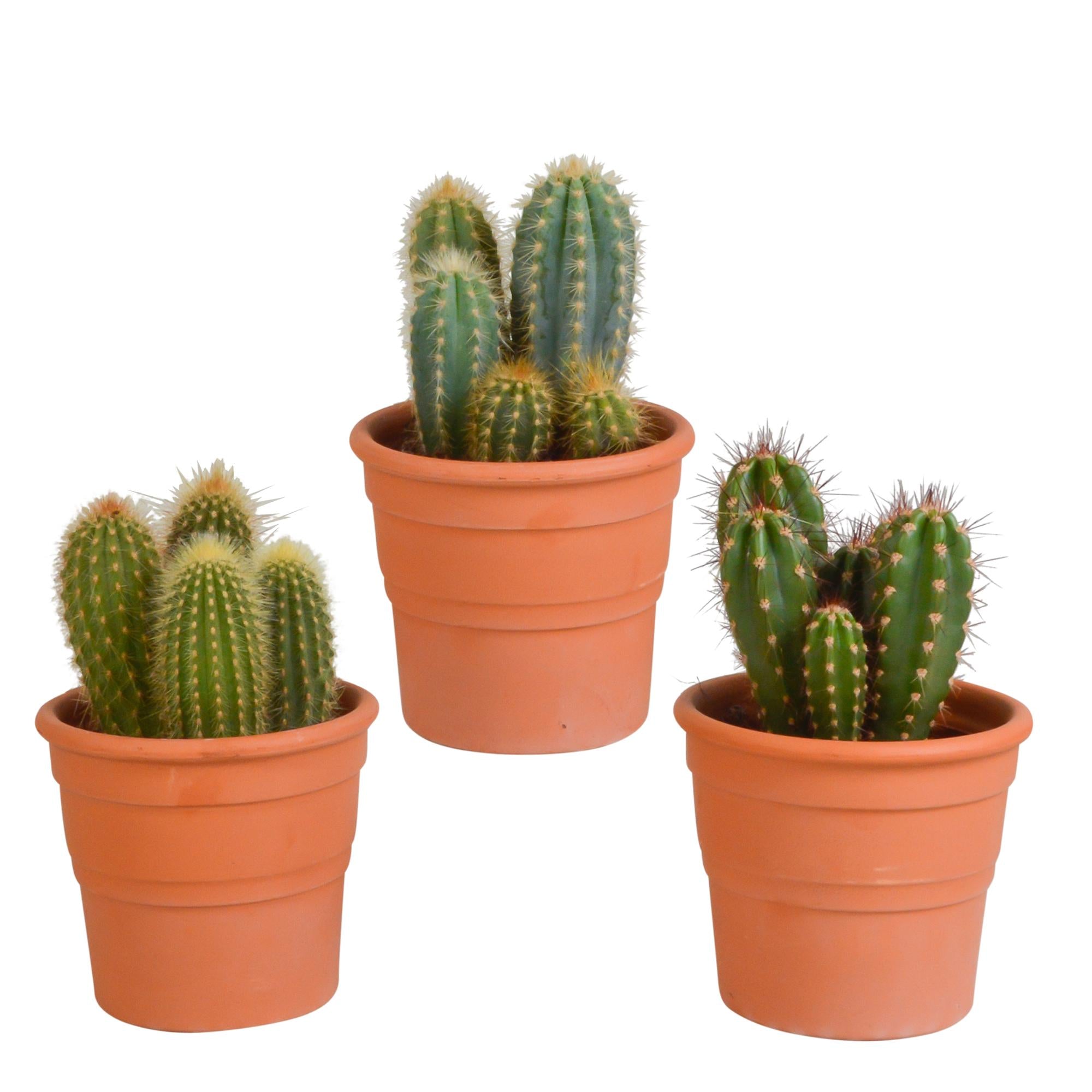 Cereus mix 10,5cm - 3x - in terracotta pot