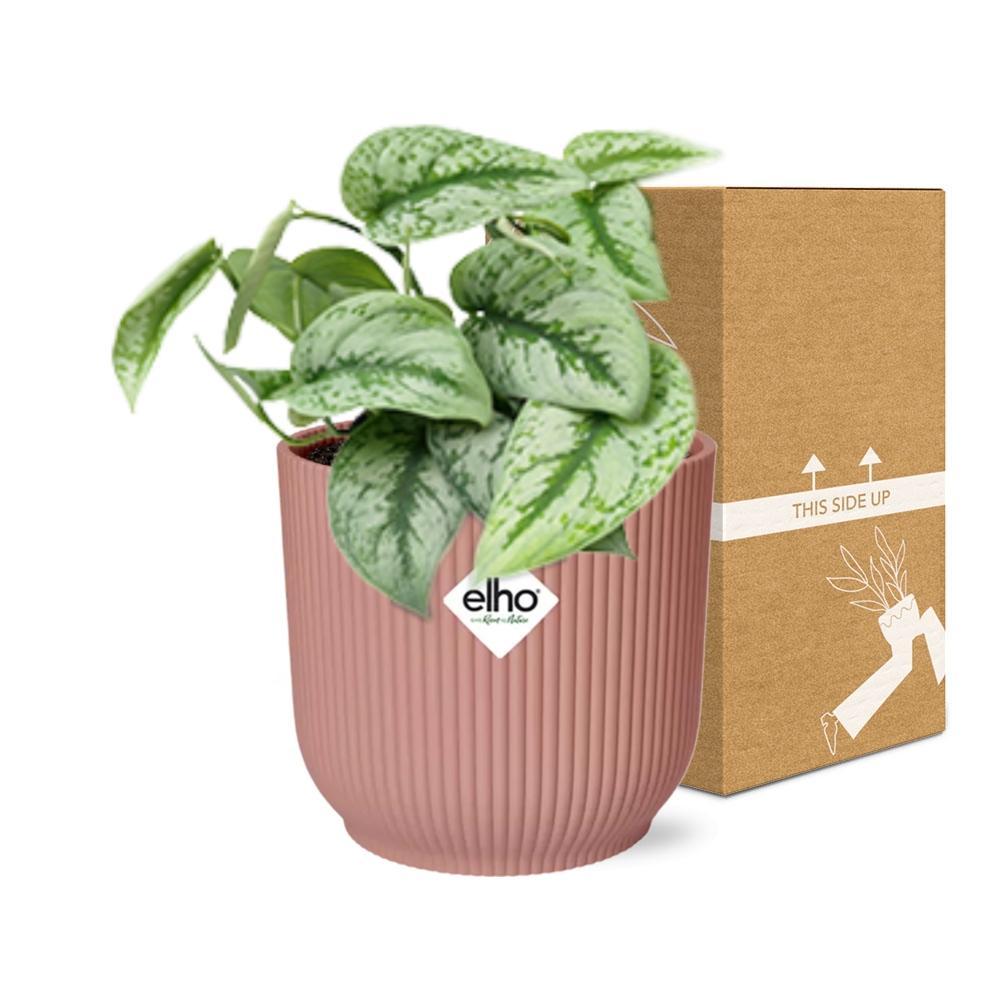 Scindapsus Pictus 'Trebie' in ELHO Vibes Fold 14cm roze