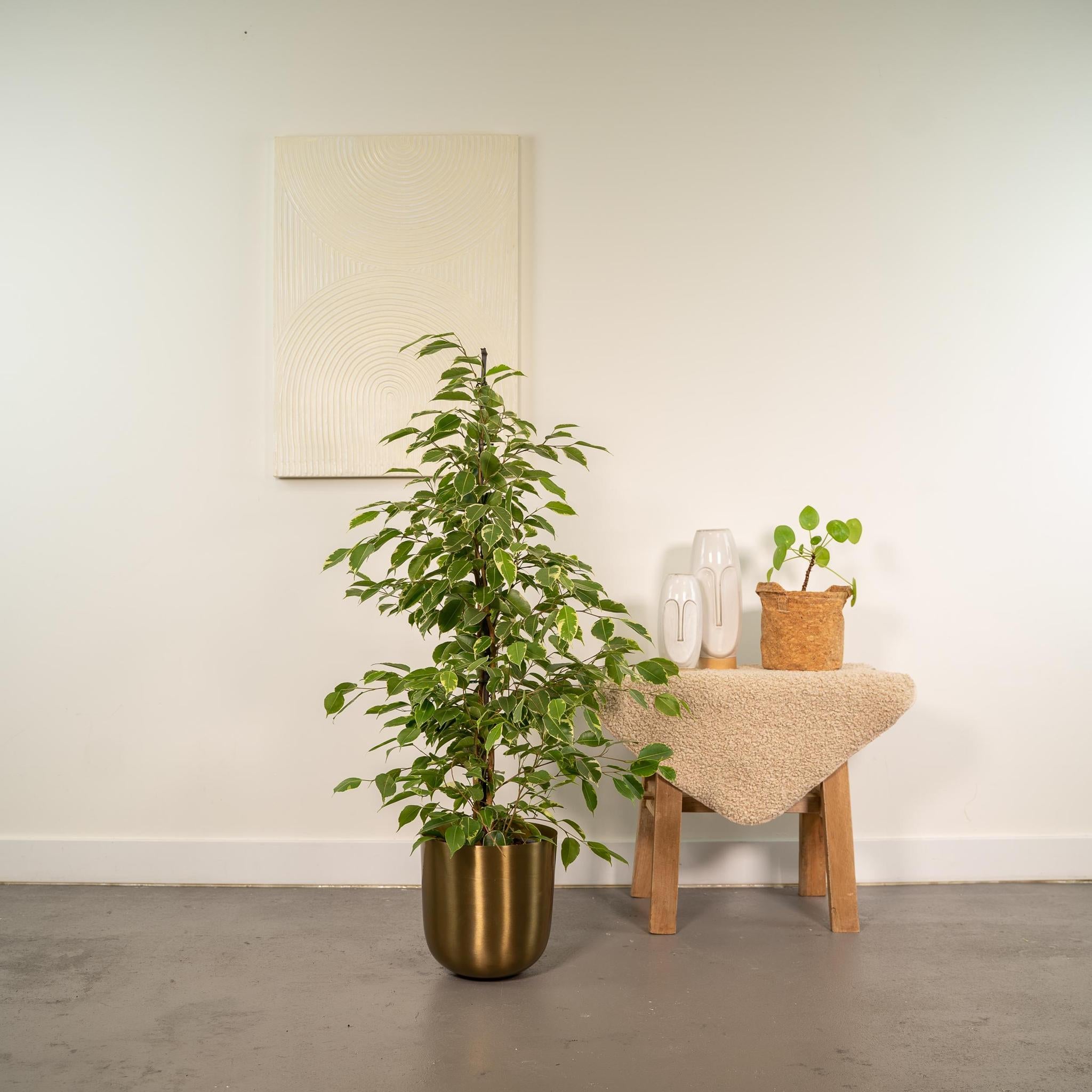 Ficus benjamina Goldenking - Ø21cm - ↕95cm + Topf Mayk Gold