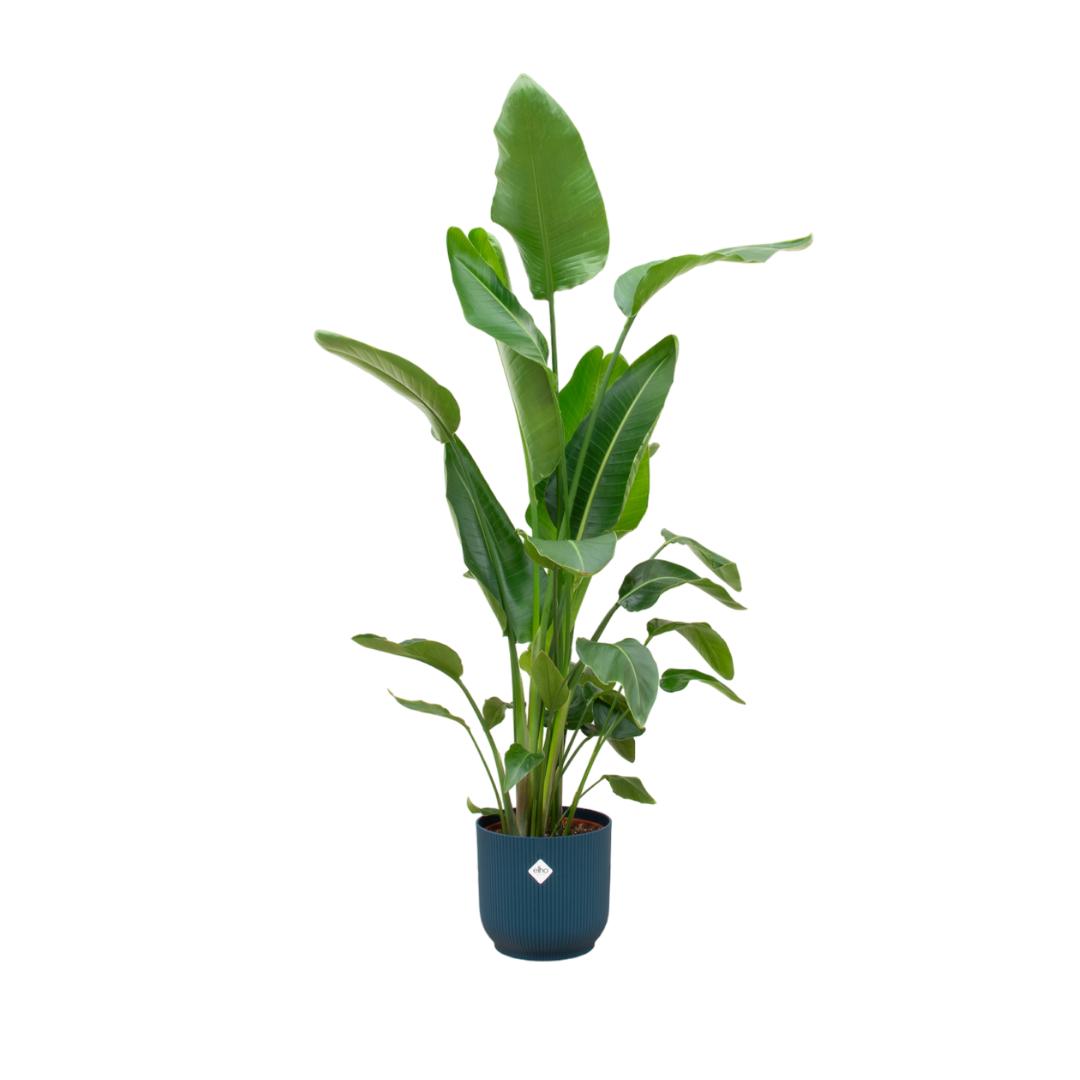 Combideal - Strelitzia Nicolai inclusief elho Vibes Fold Round blauw Ø30 - 180 cm