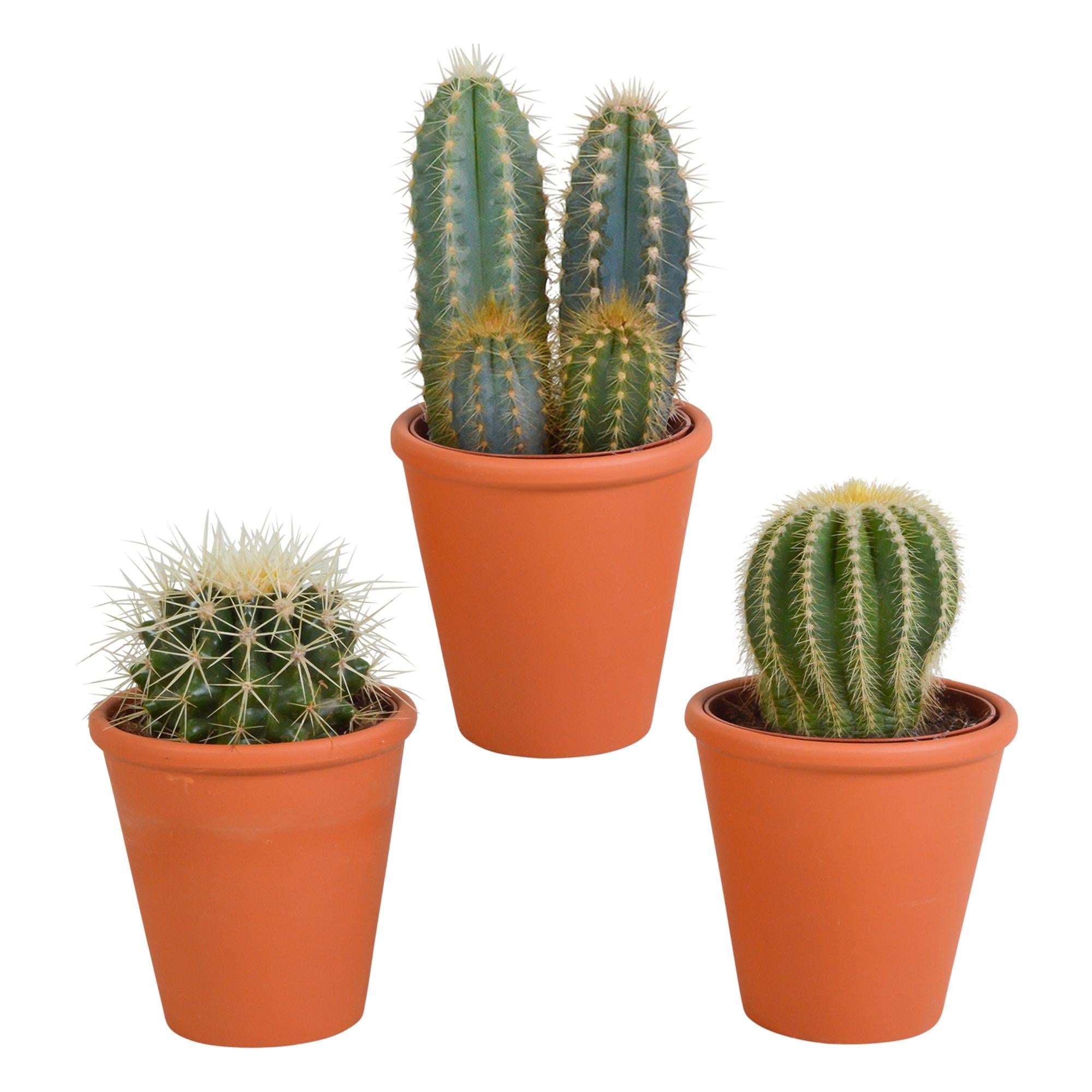 Cactusmix 8,5 cm - 3x - in terracotta pot