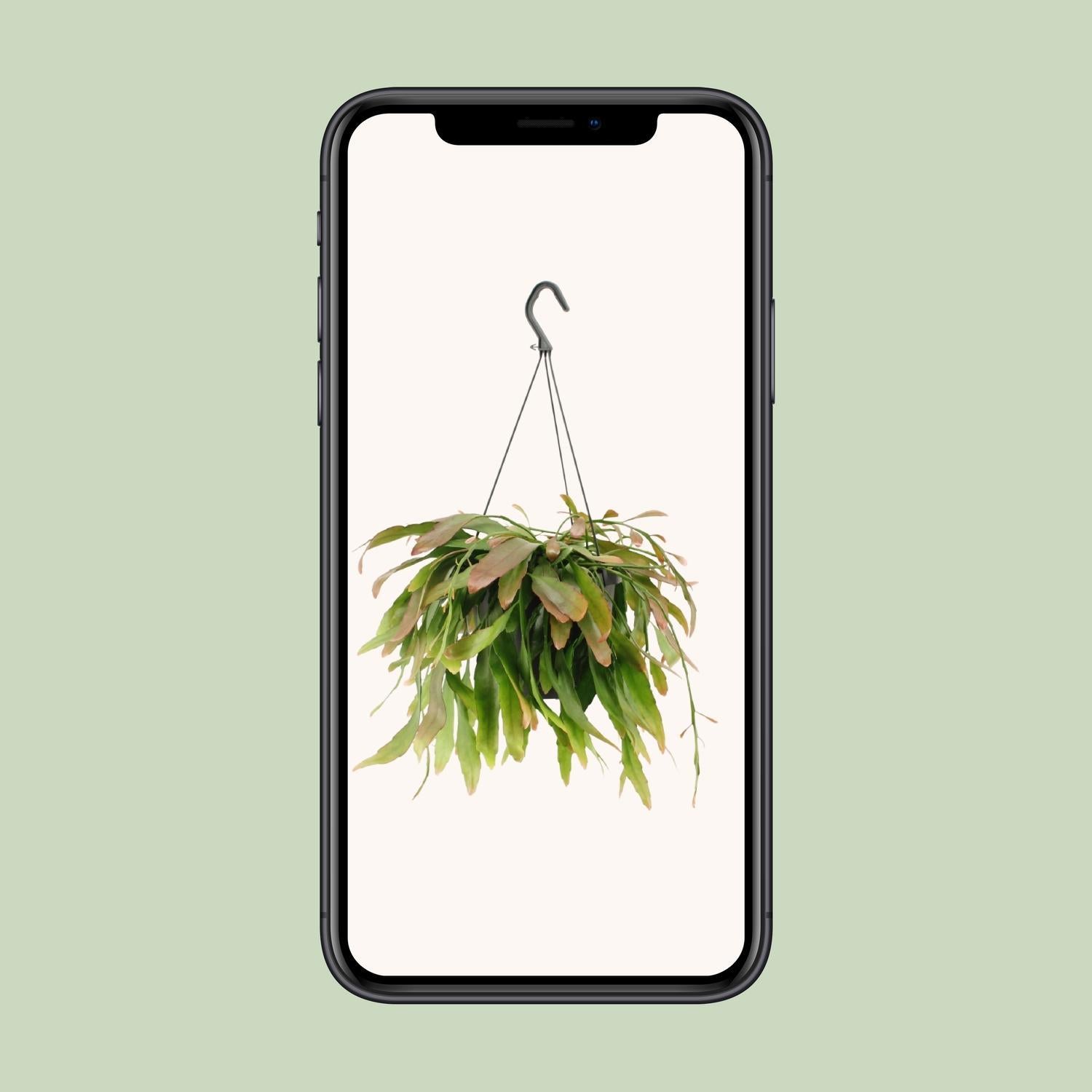 Rhipsalis Rode Koraal - Ø17cm - ↕25cm