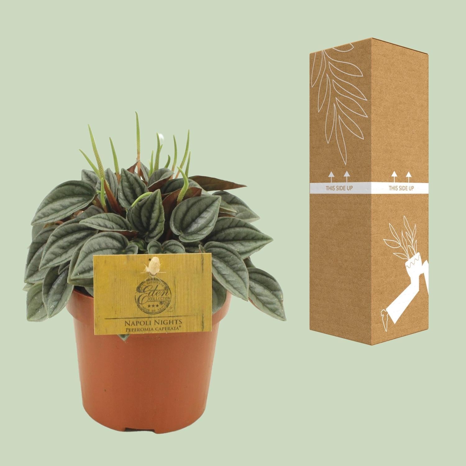 Peperomia Napoli Nachten 10,5cm - Ø10,5cm - ↕15cm