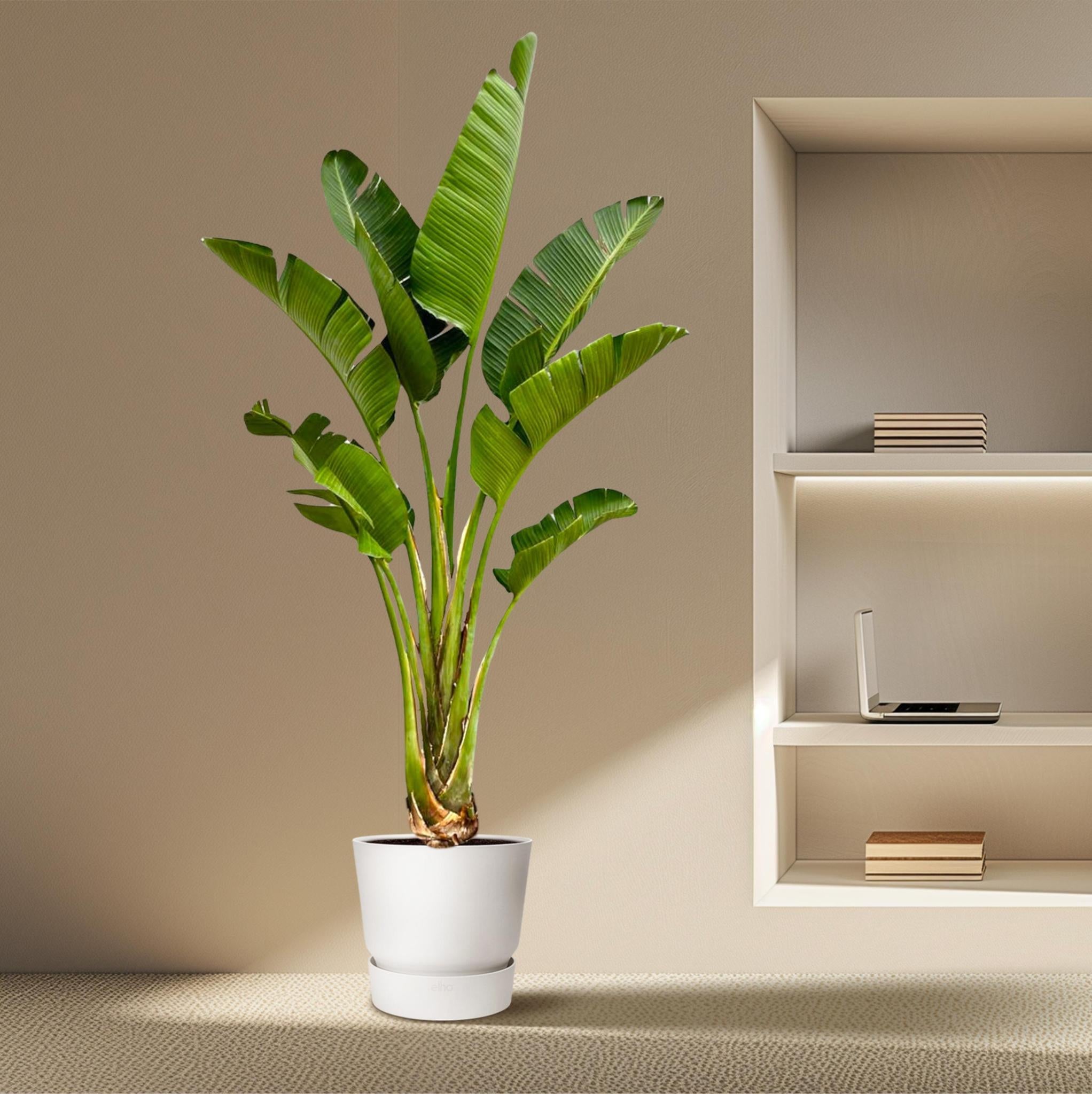 Strelitzia Augusta - 250cm - ?45