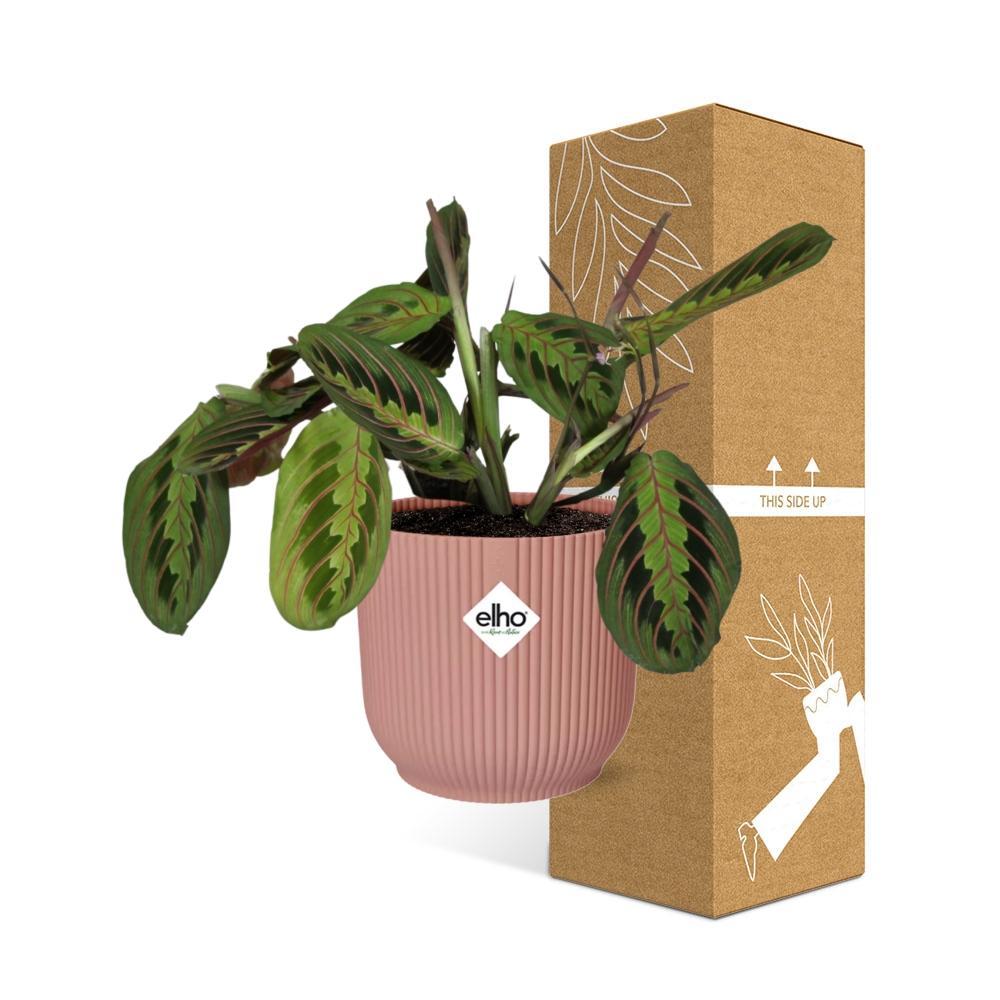 Maranta Leuconeura 'Fascinator' Tricolor in ELHO Vibes Fold 14cm roze