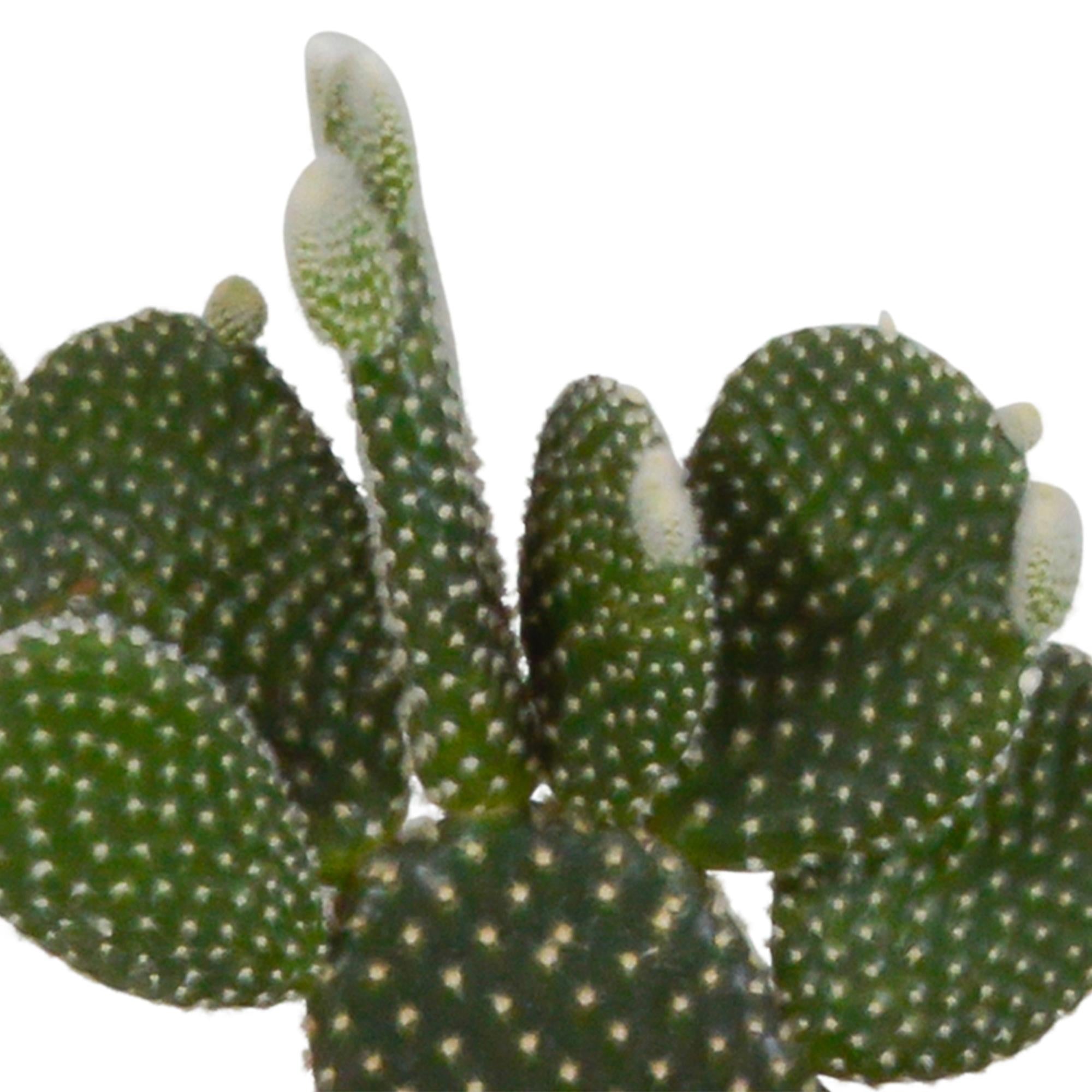 Cactusmix 10,5 cm - 3x - in witte pot