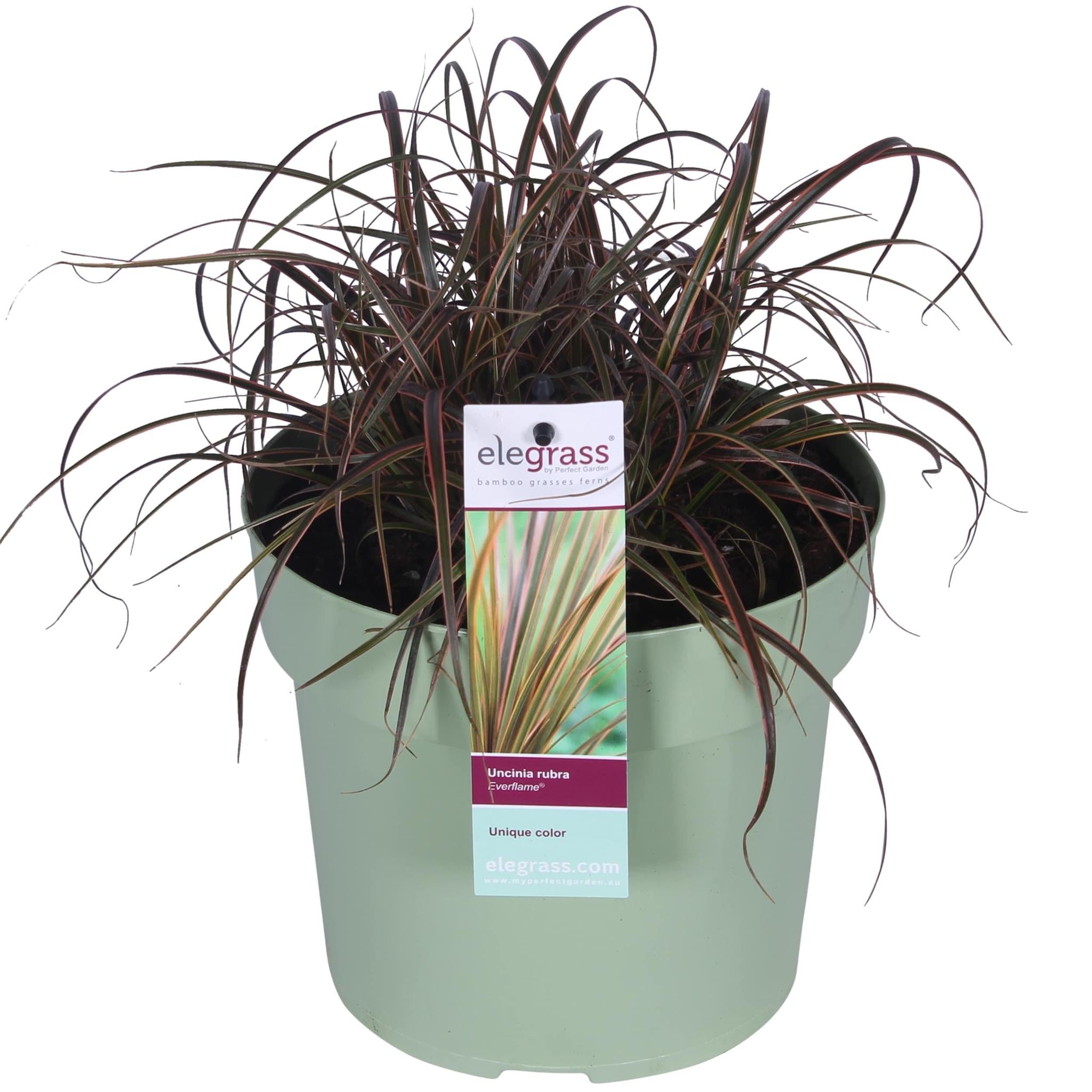 Uncinia rubra Everflame - Ø19 - ?40cm