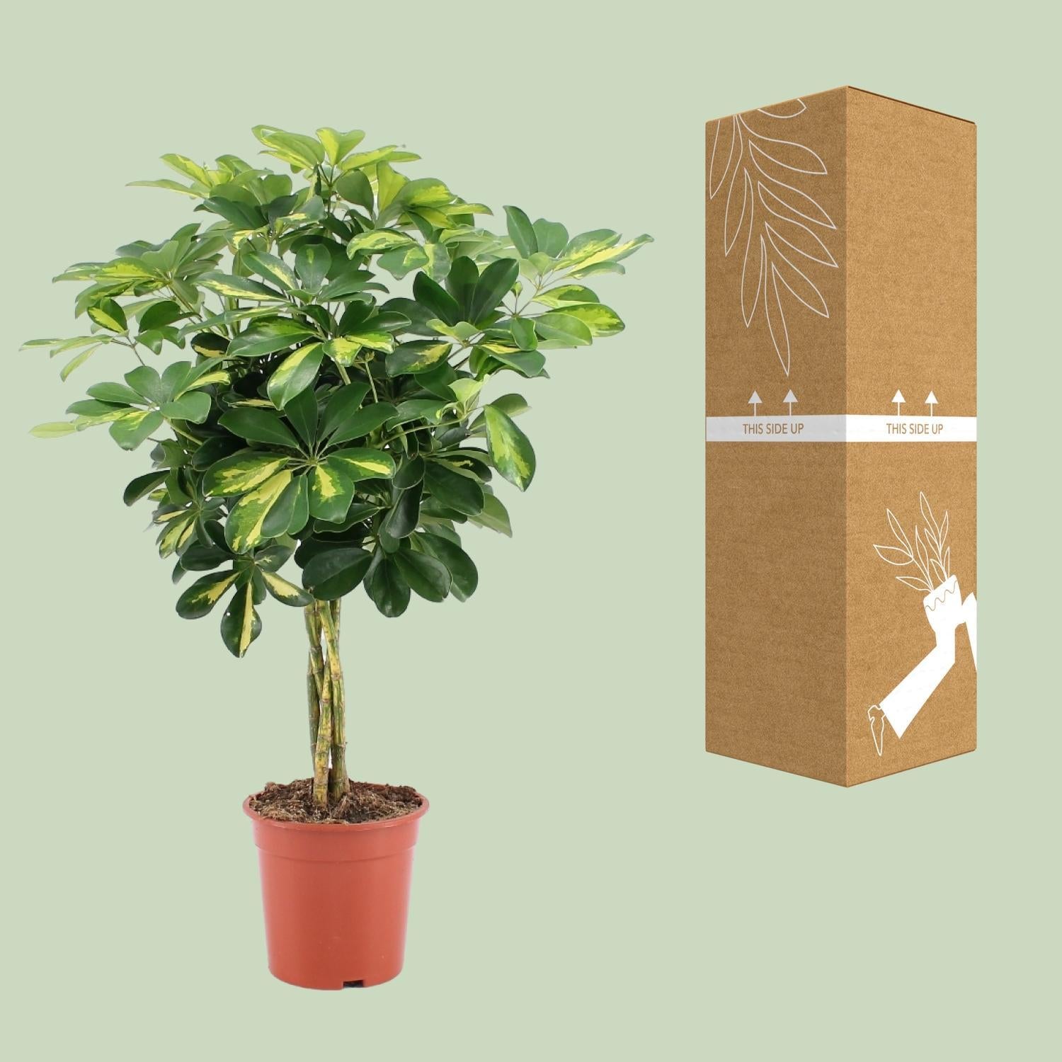 Schefflera Arboricola Goud Capella - Ø19cm - ↕75cm