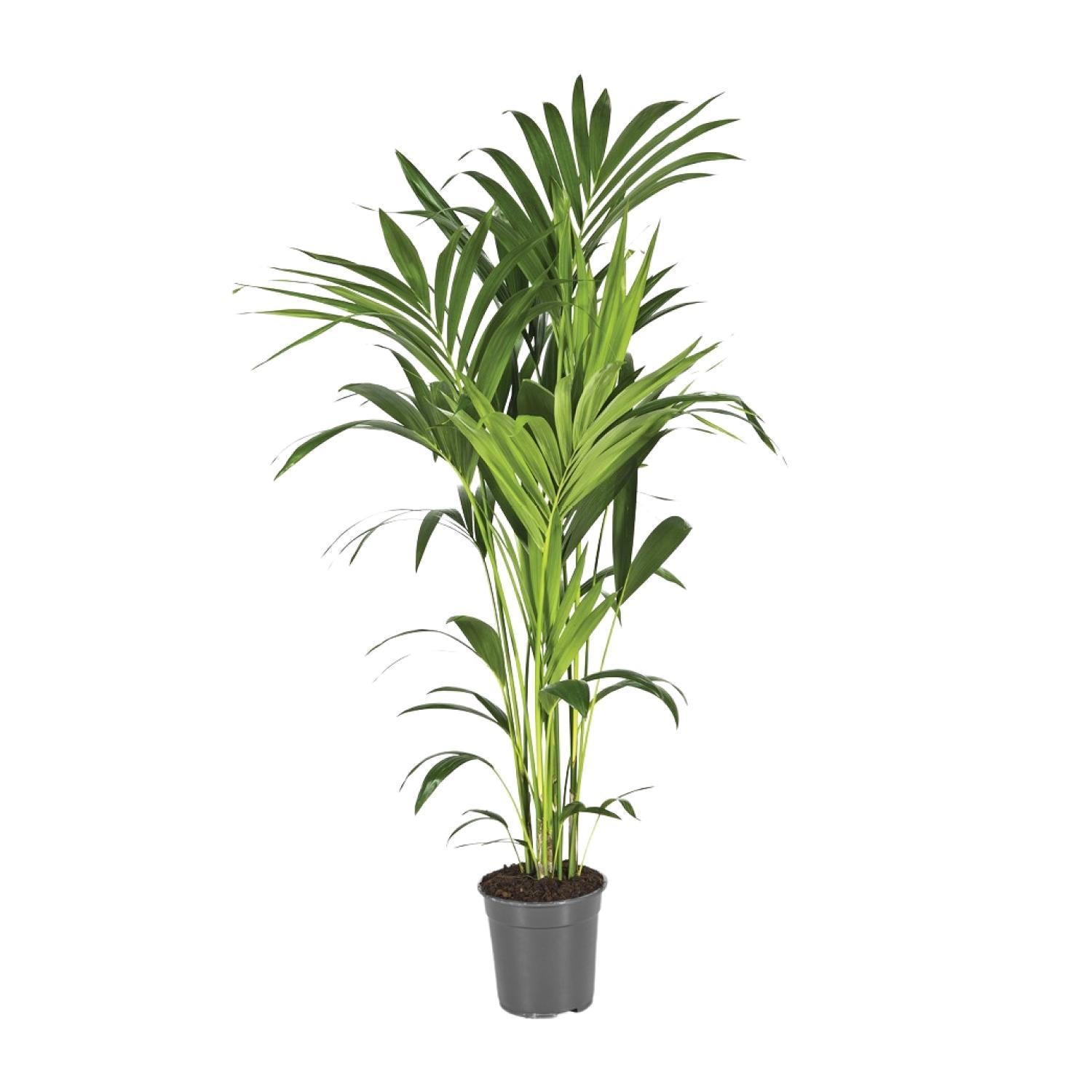 Howea Forsteriana - Ø21 ↕130