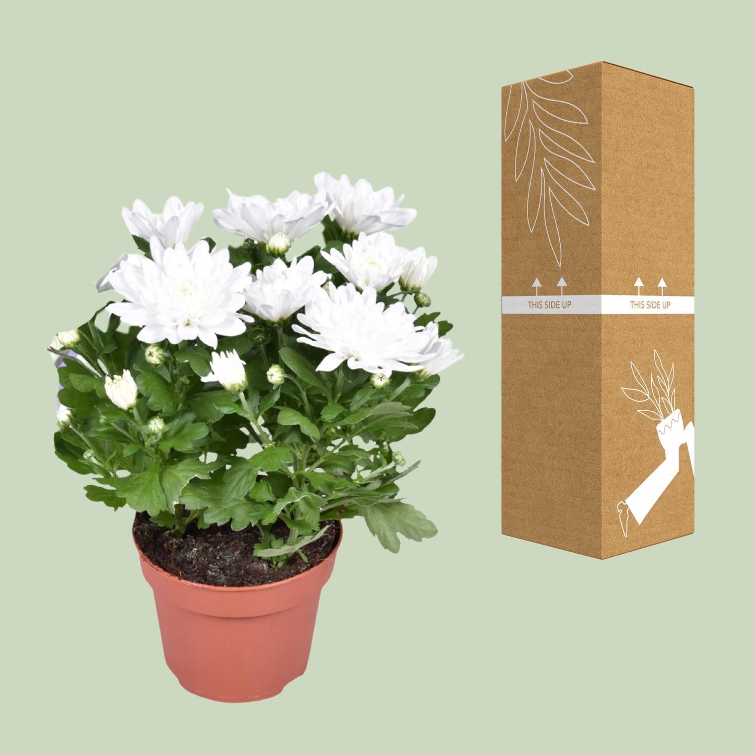 Chrysant Brave - Ø12cm - ↕26cm