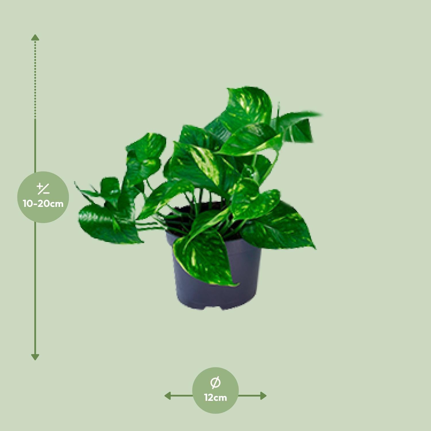 Epipremnum Pinnatum - Ø12 -?20cm
