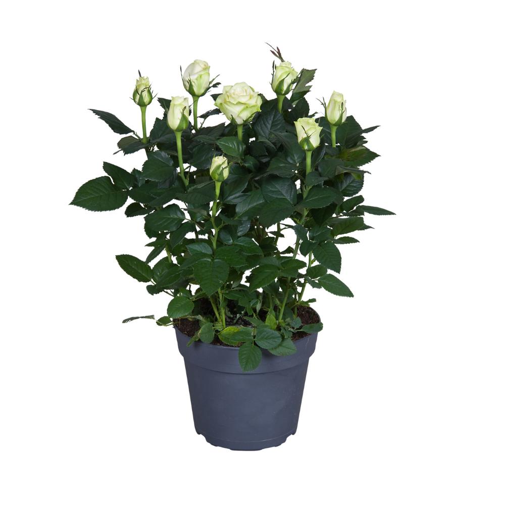 Roze wit - Ø17cm - ↕45cm
