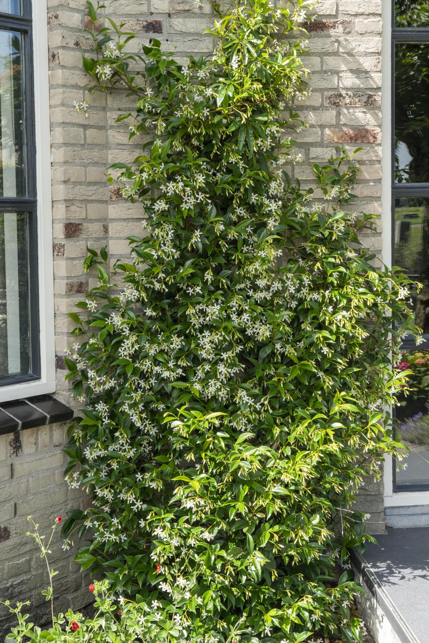 2x - Trachelospermum 'Ster van Venetië' - ?65cm - Ø15