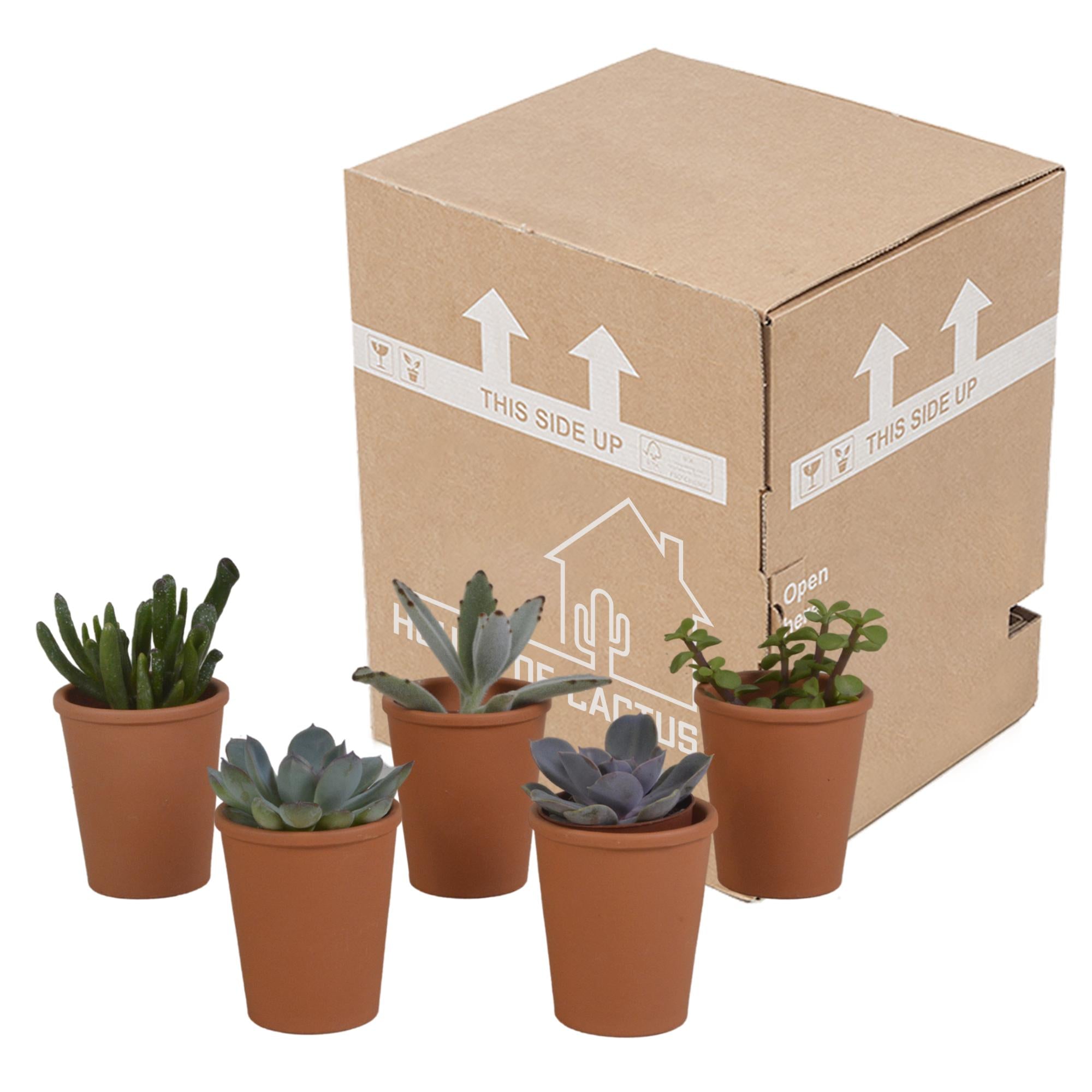 Vetplantenmix 5,5 cm - 5x - in terracotta pot