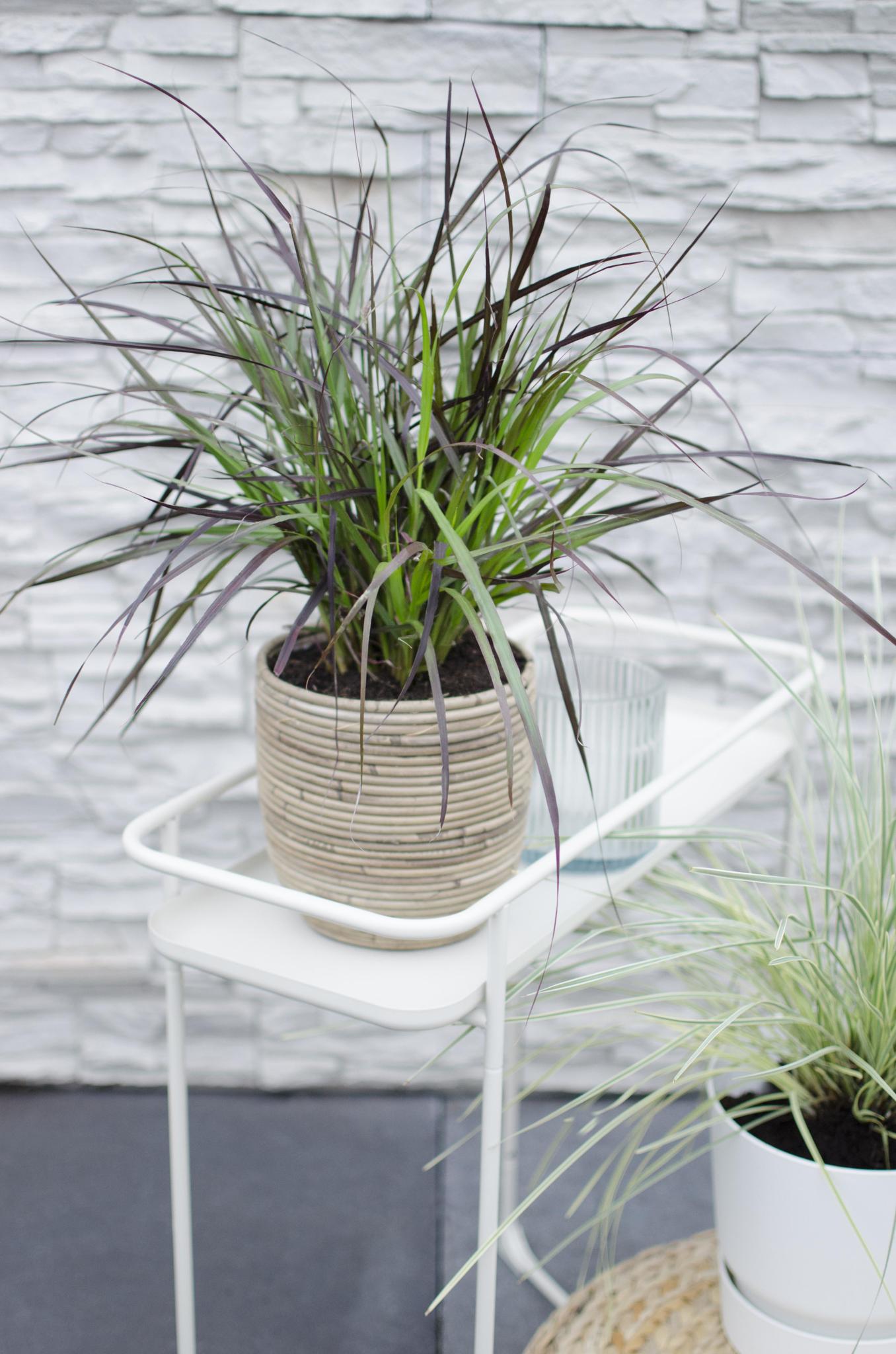 Pennisetum x advena 'Summer Samba'® - ?50cm - Ø19