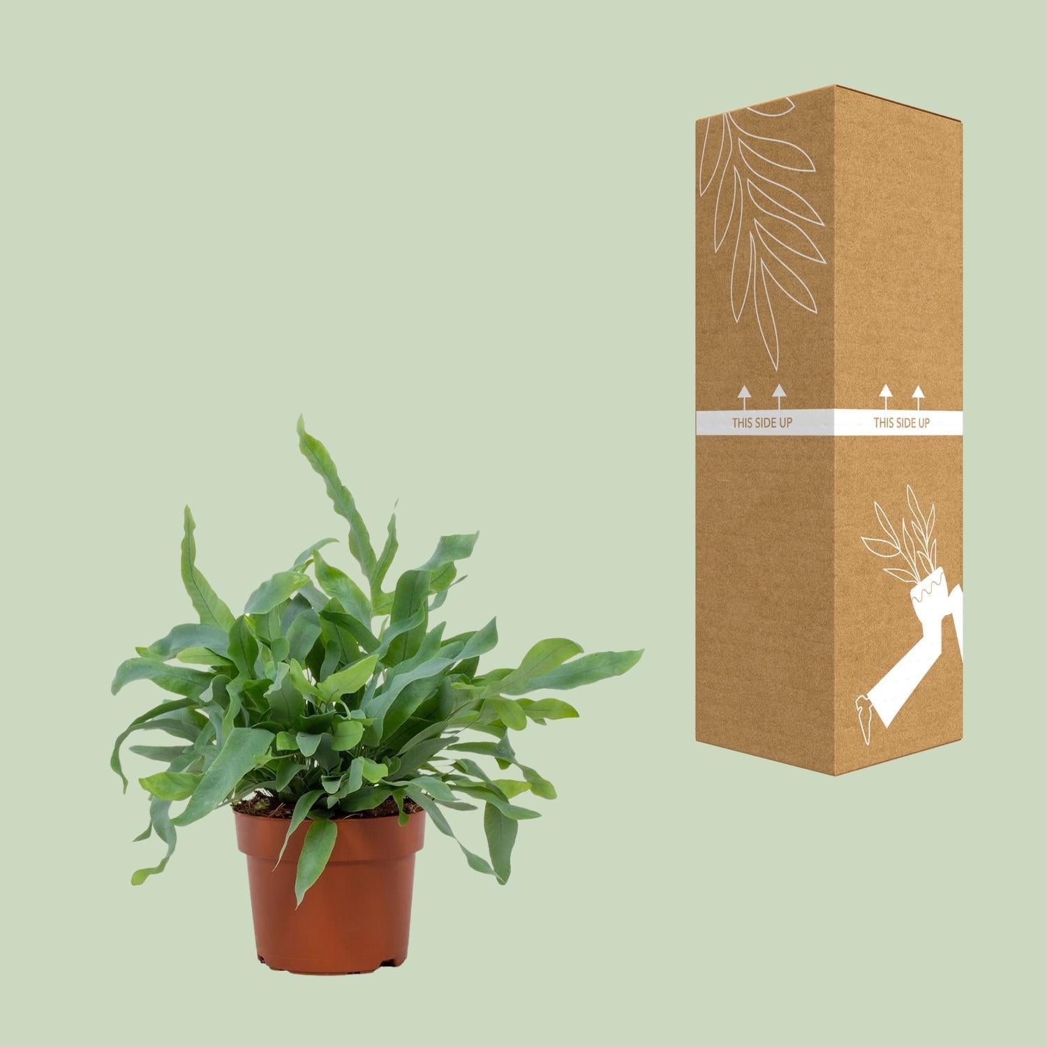 Phlebodium Blauwe Ster 12cm - Ø12cm - ↕32cm