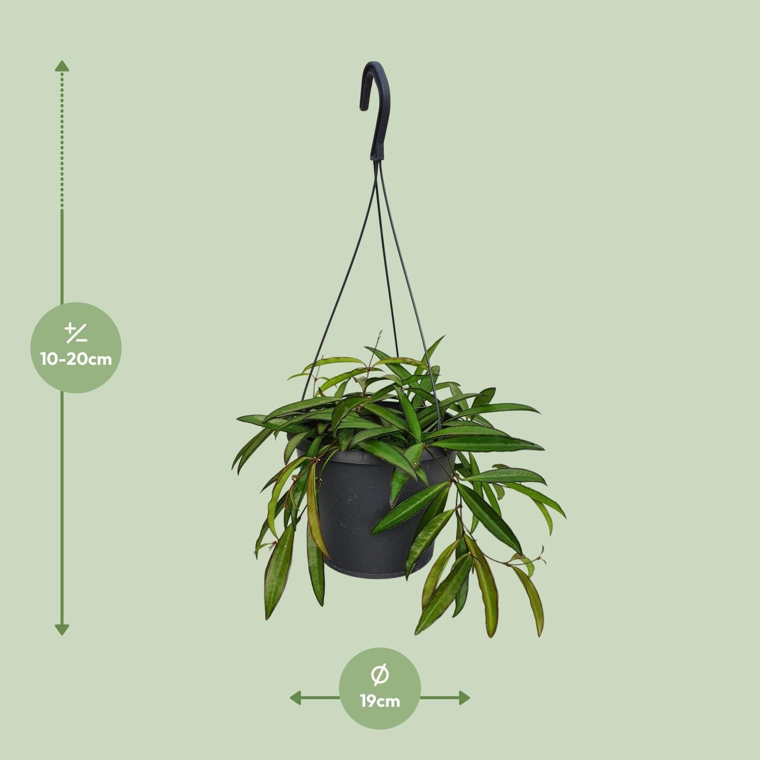 Hoya Weyetii - Ø19cm - ↕20cm