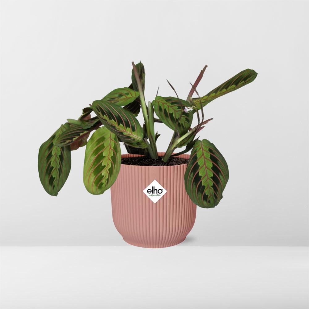 Maranta Leuconeura 'Fascinator' Tricolor in ELHO Vibes Fold 14cm roze