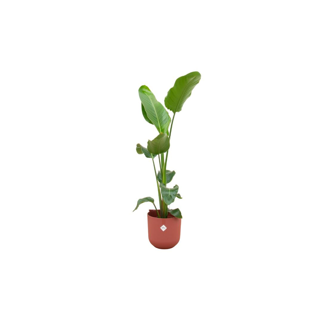 Combideal - Strelitzia Nicolai inclusief elho Jazz Rond rood Ø23 - 130 cm