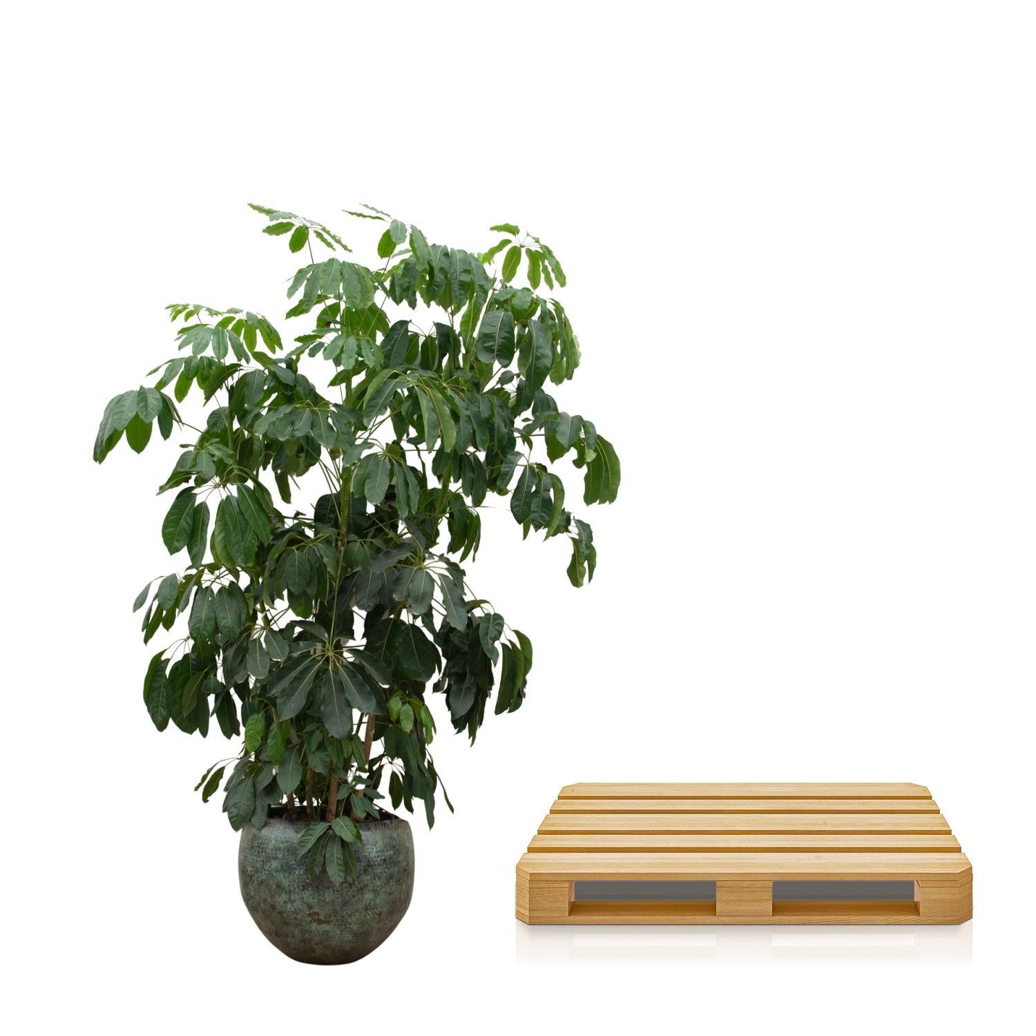 Schefflera Amate XL - 250cm - ø50