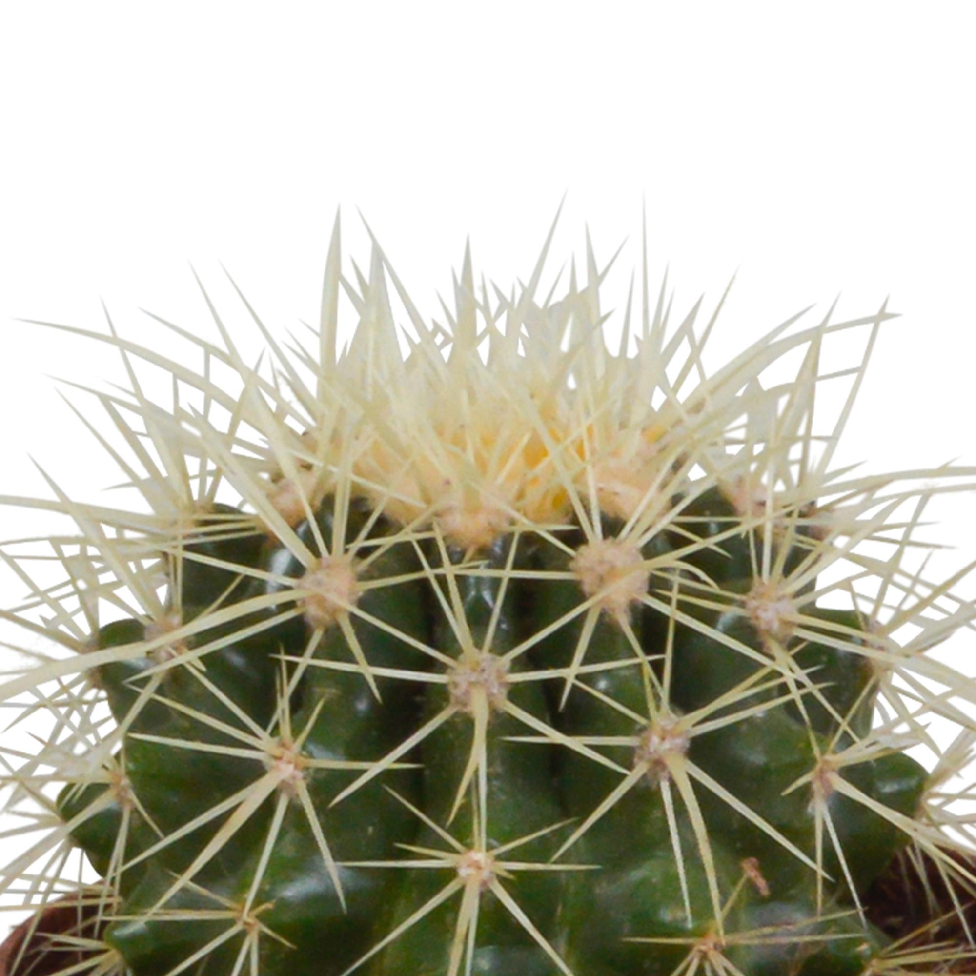 Cactusmix 8,5 cm - 3x - in witte pot