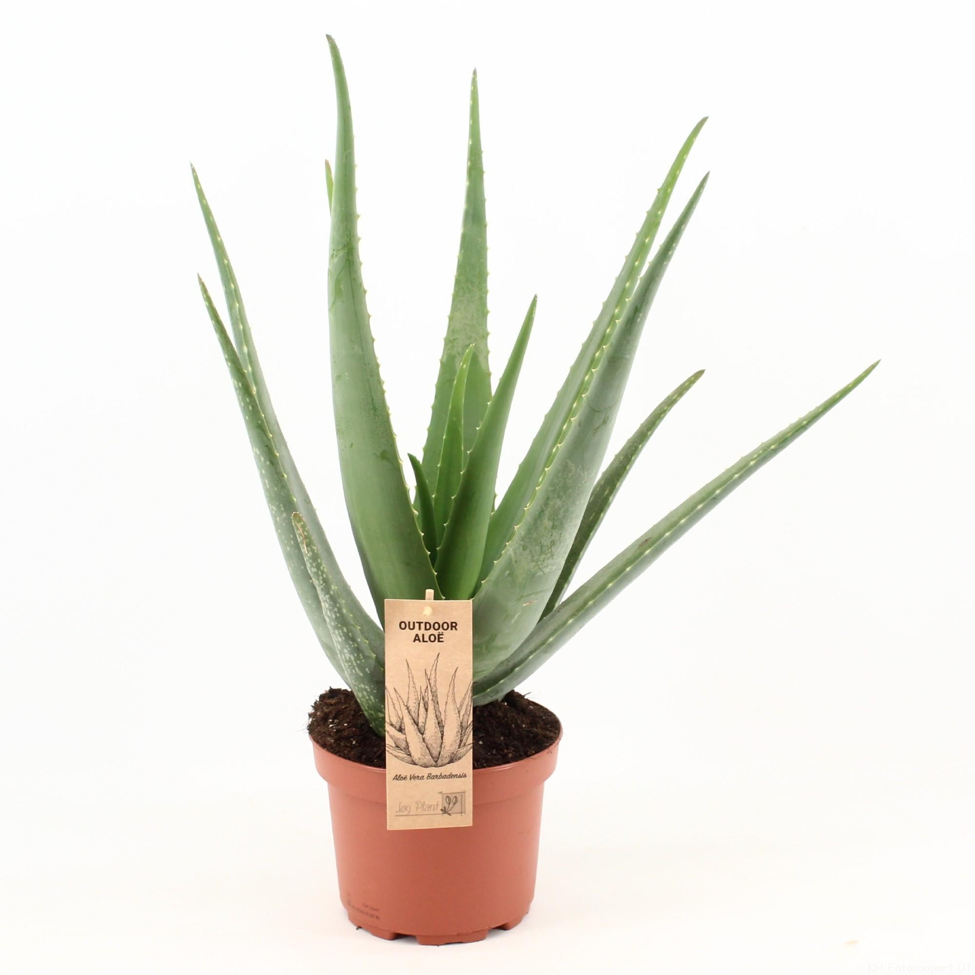 Aloë Vera - Ø19cm - ↕70cm