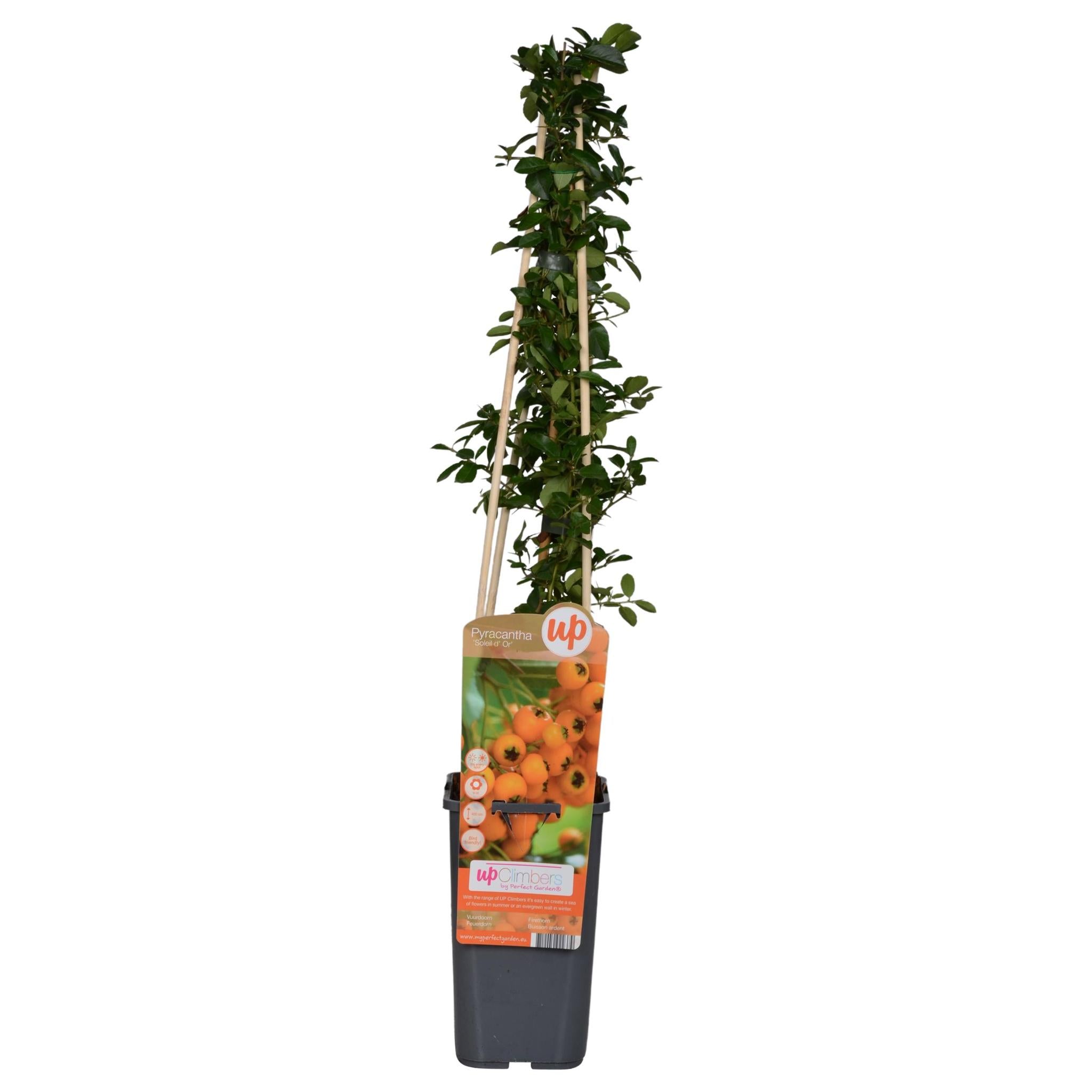 Vuurdoorn 'Soleil d'Or' - ?65cm - Ø15