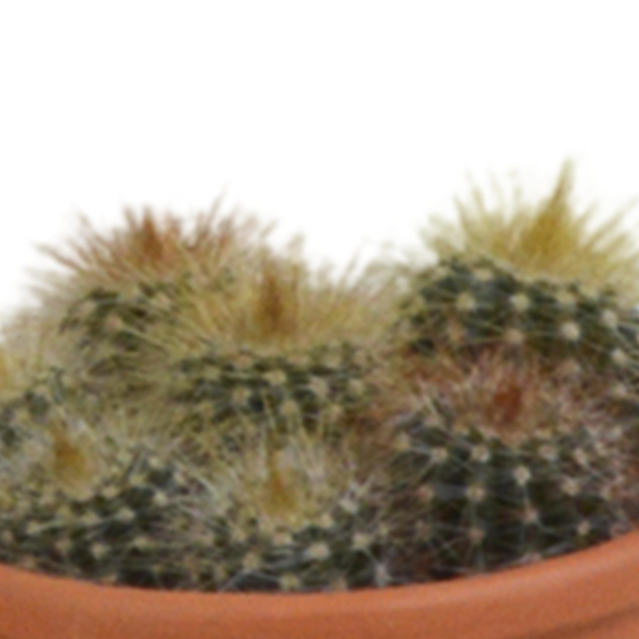 Cactusmix 5,5 cm - 5x - in terracotta pot