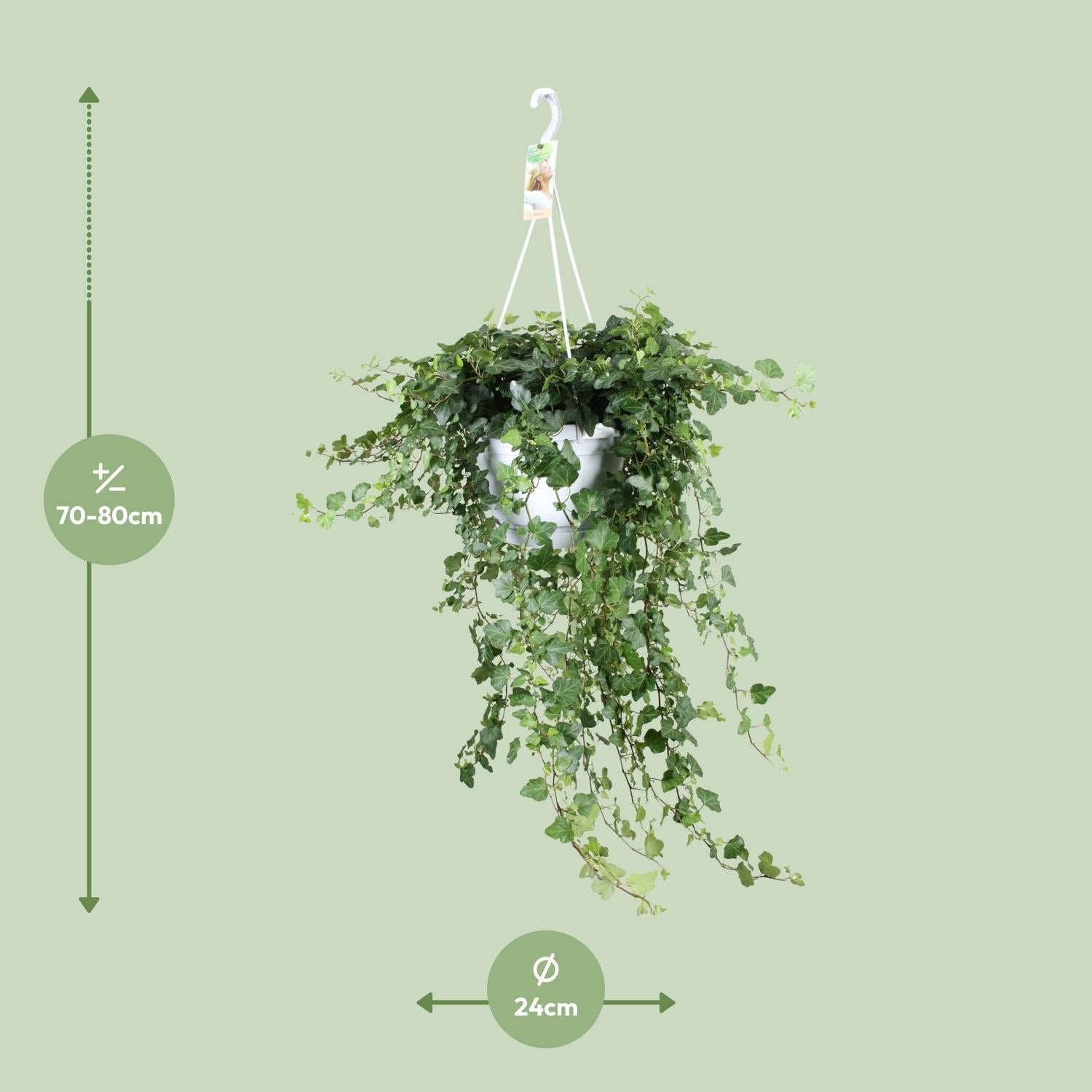 Hedera Helix Wonder - Ø24 - ?70cm
